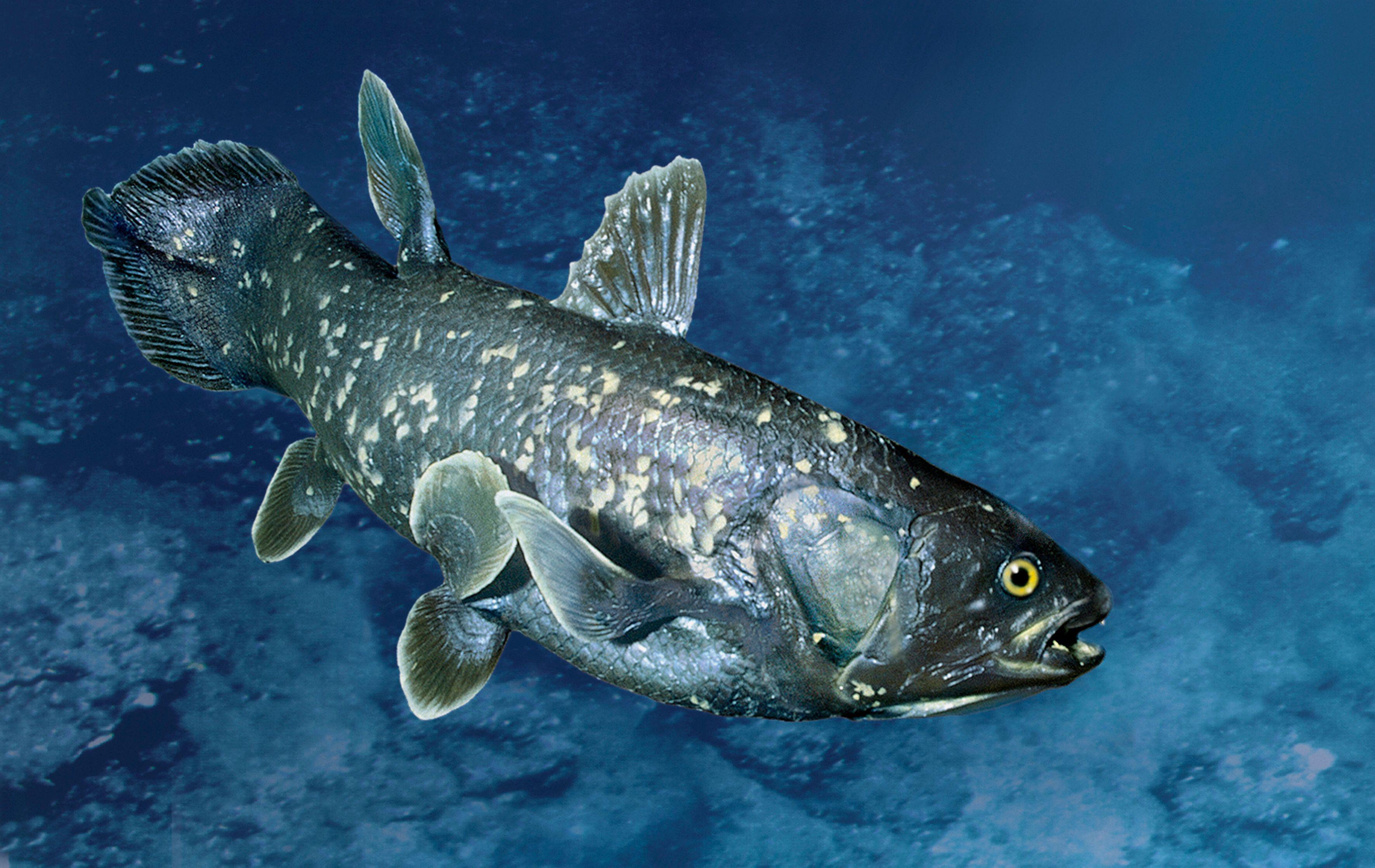 Coelacanth, an ancient fish