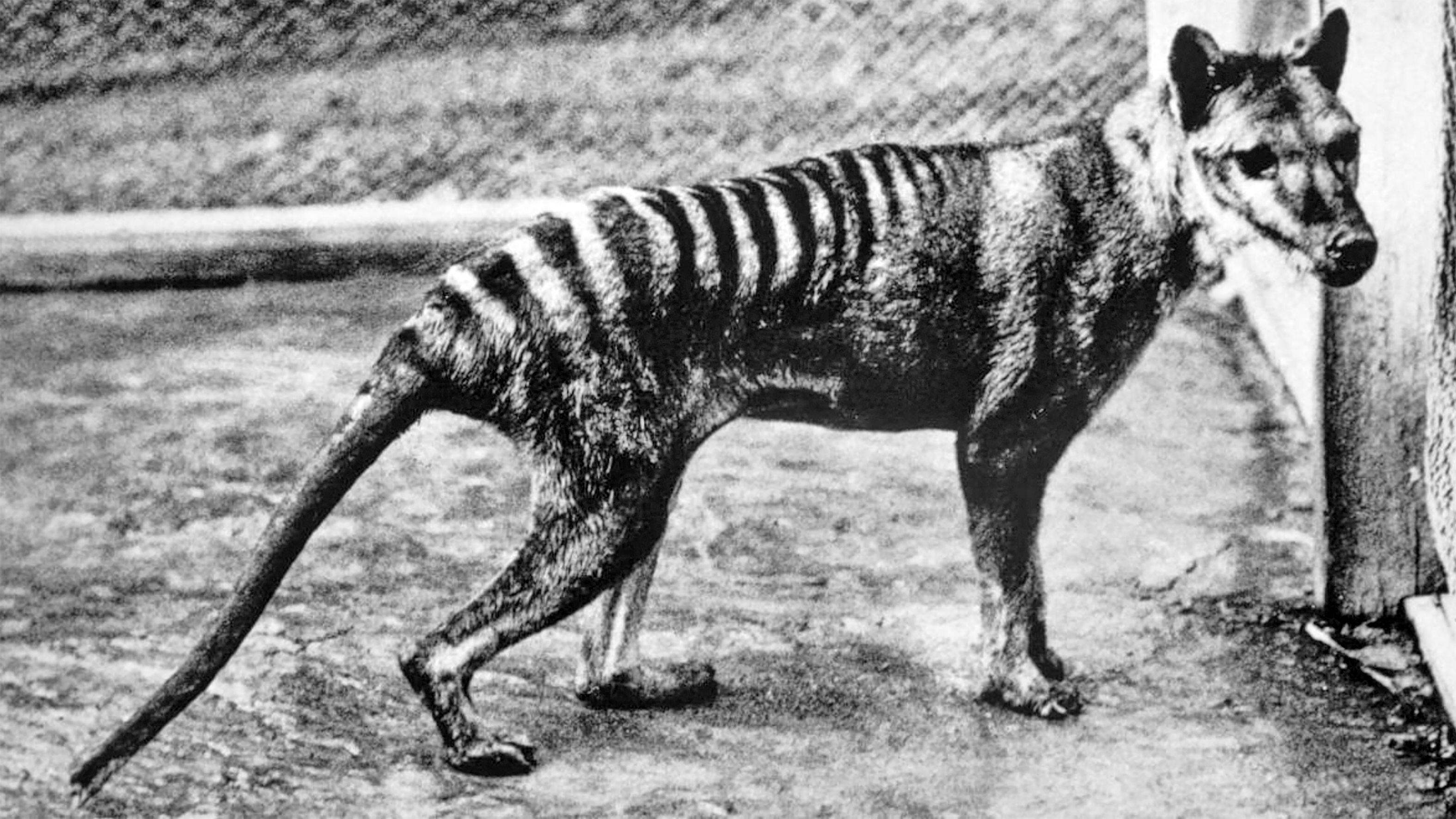 Tasmanian tiger