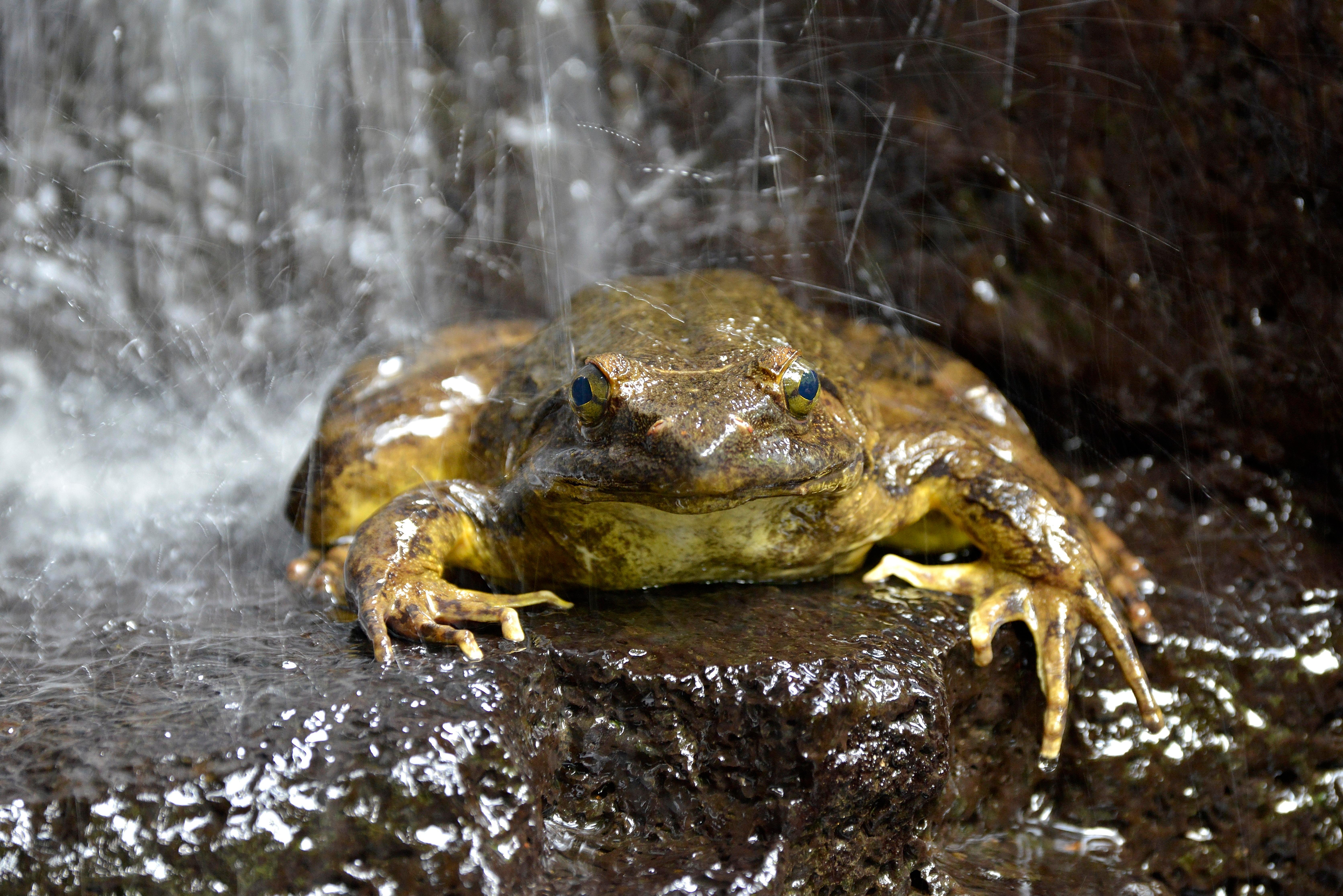 Goliath frog, the largest frog