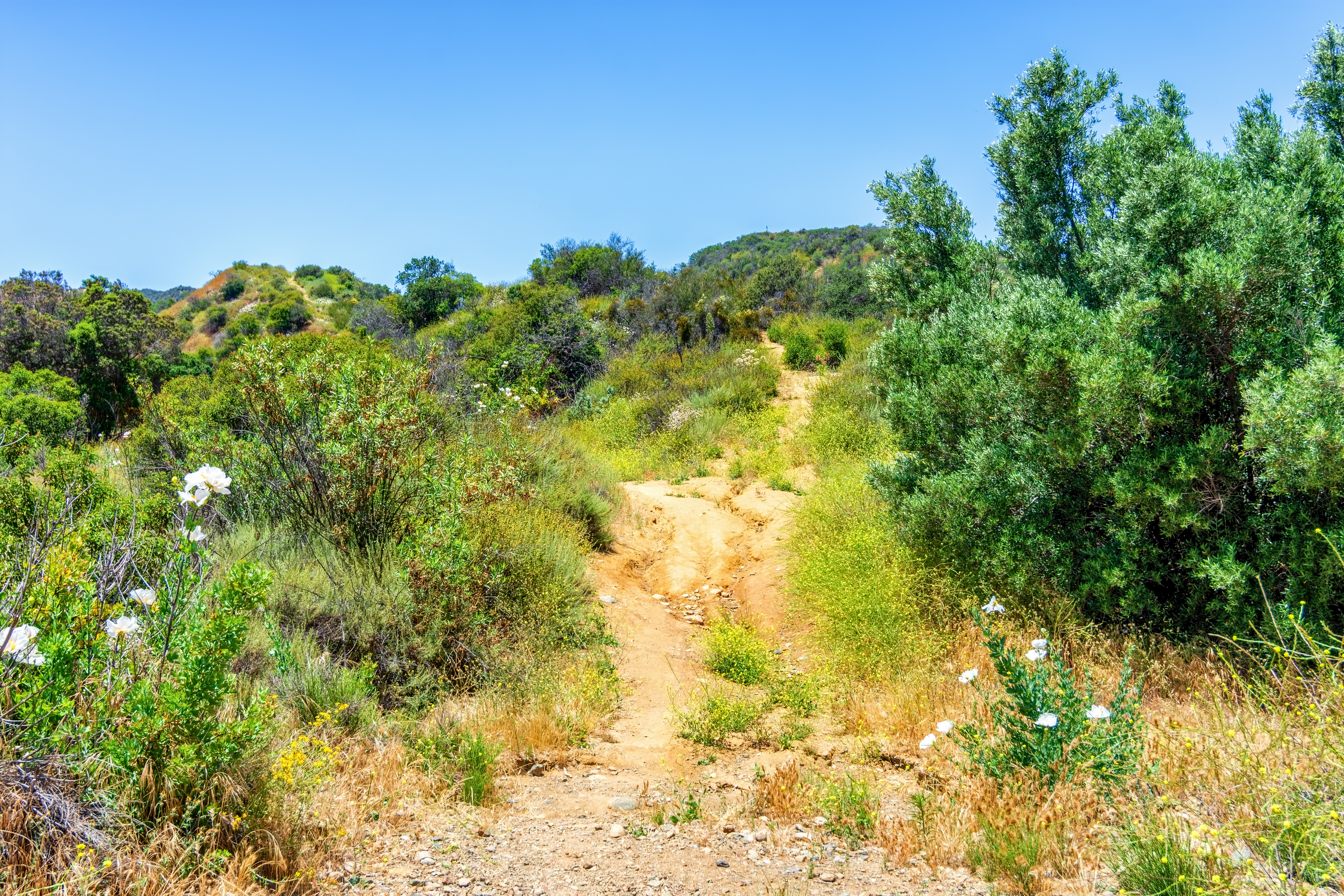 Chaparral in California