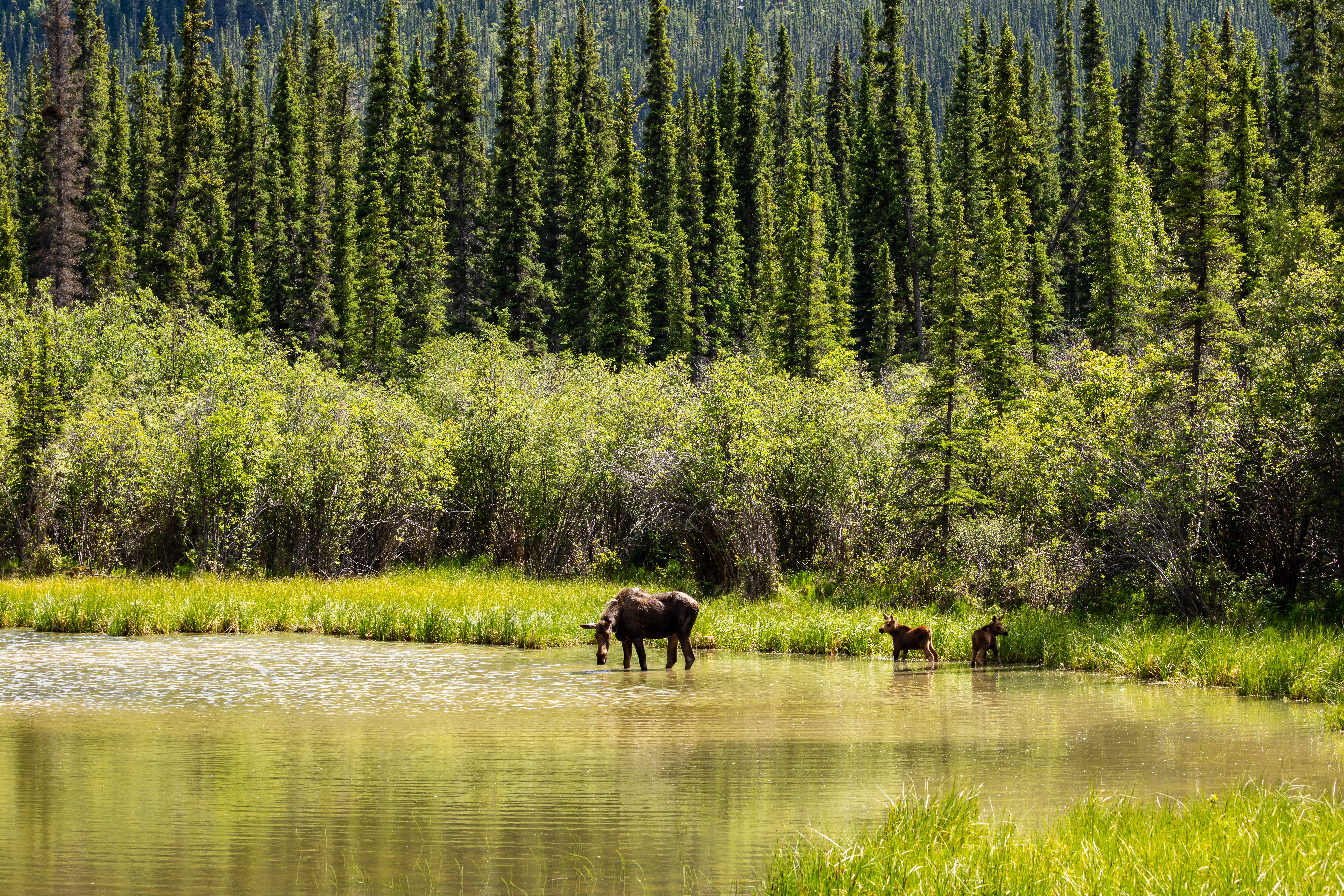 Moose in the taiga