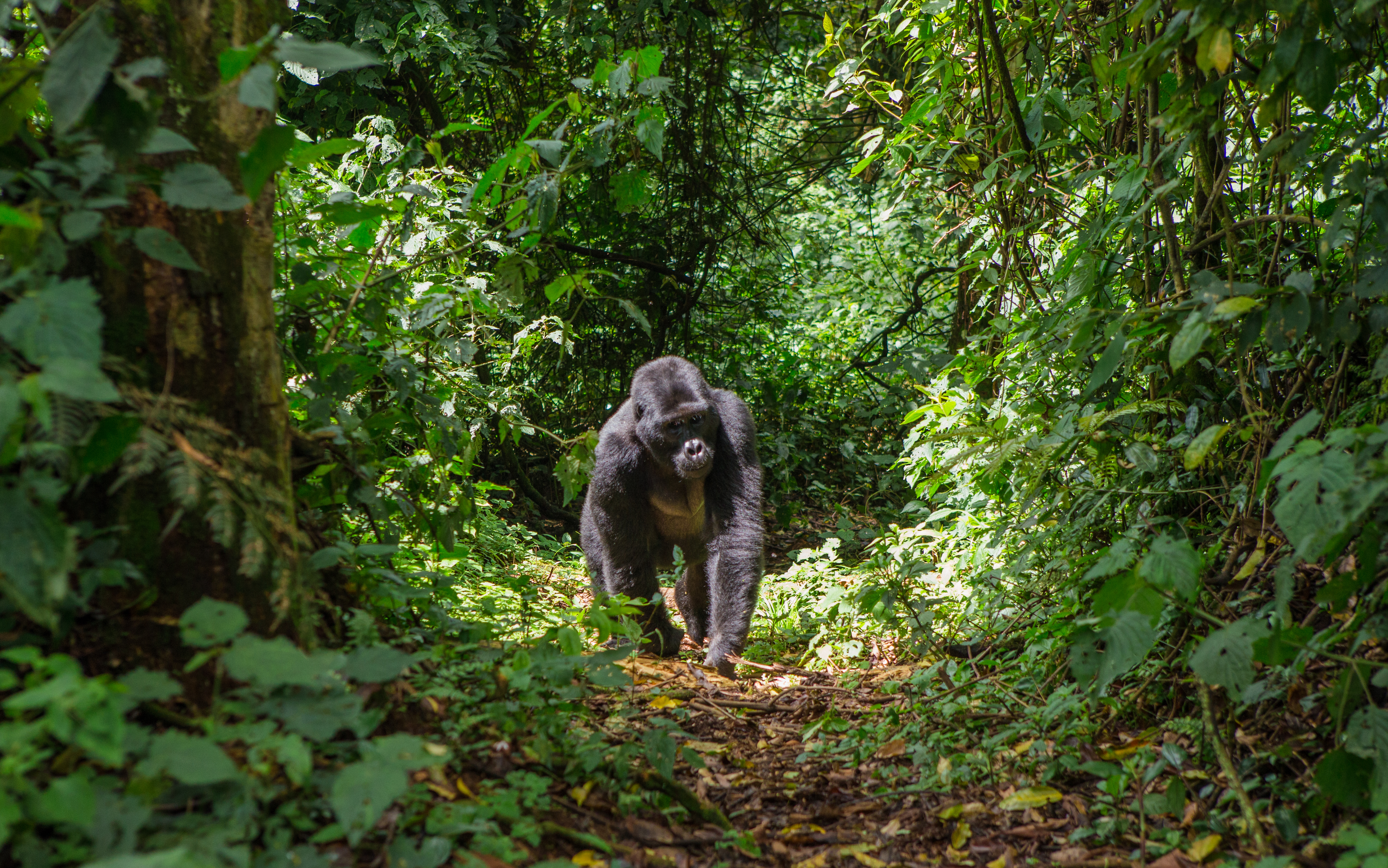 Ugandan rain forest