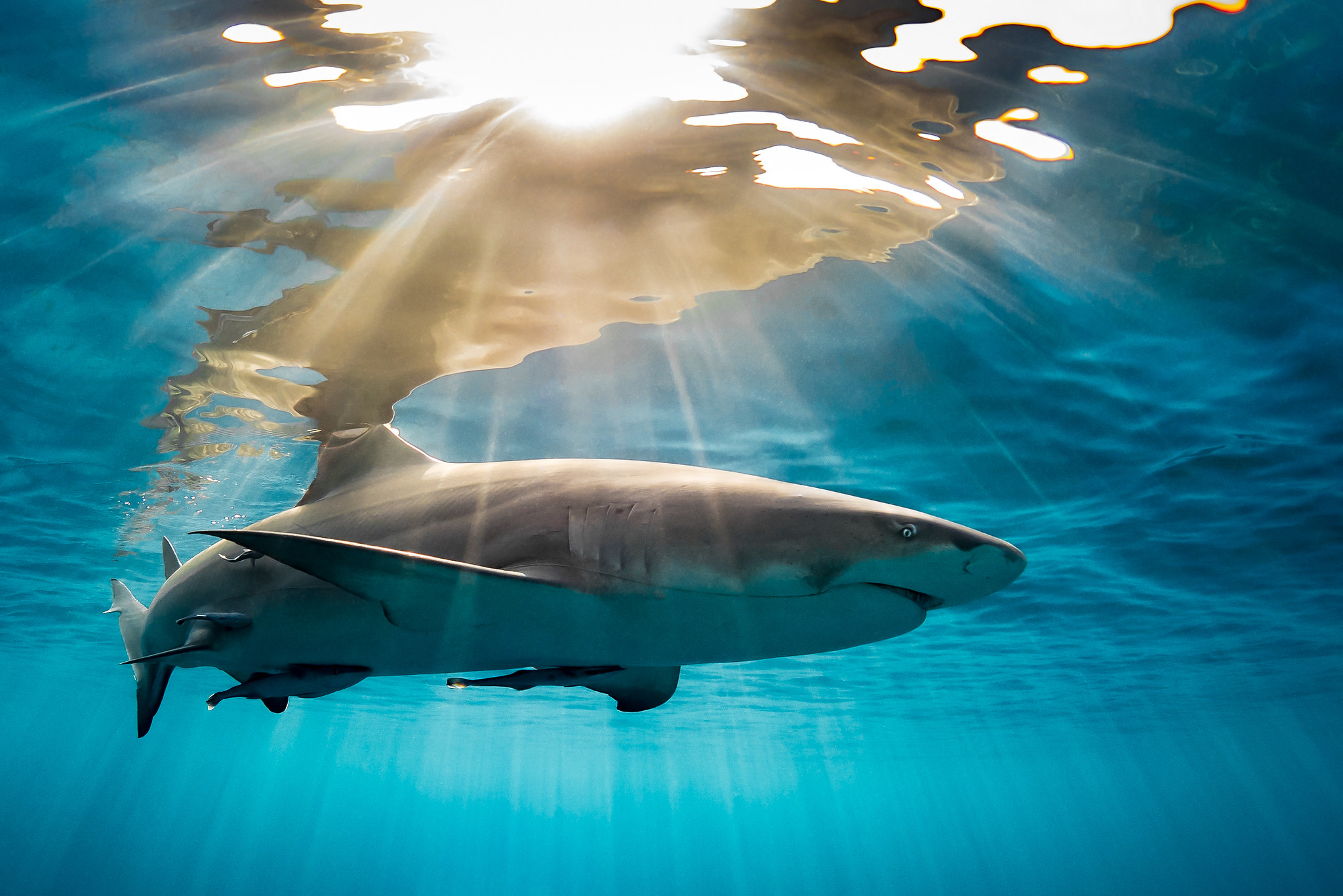 The streamlined body of a shark