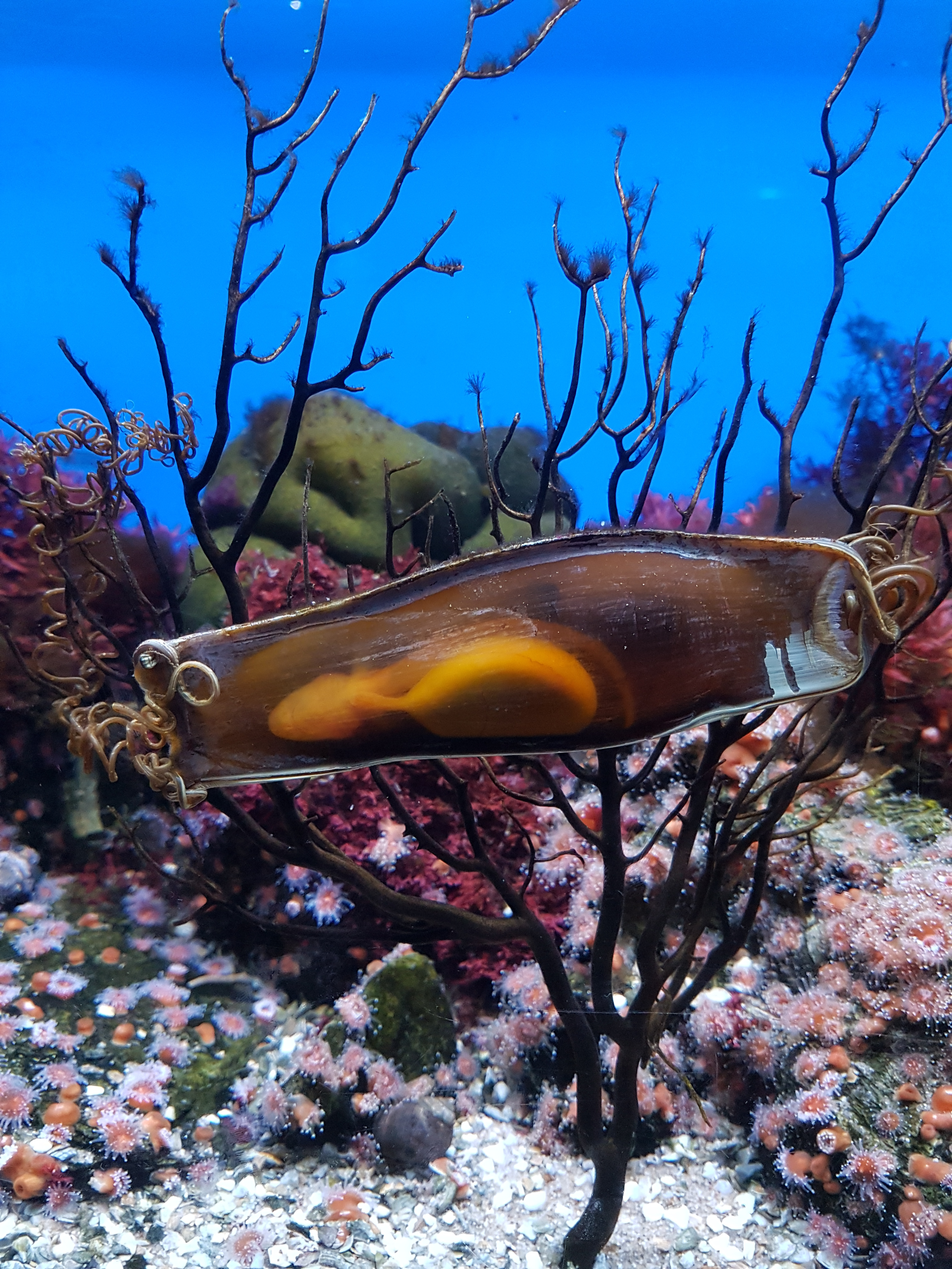 A shark egg