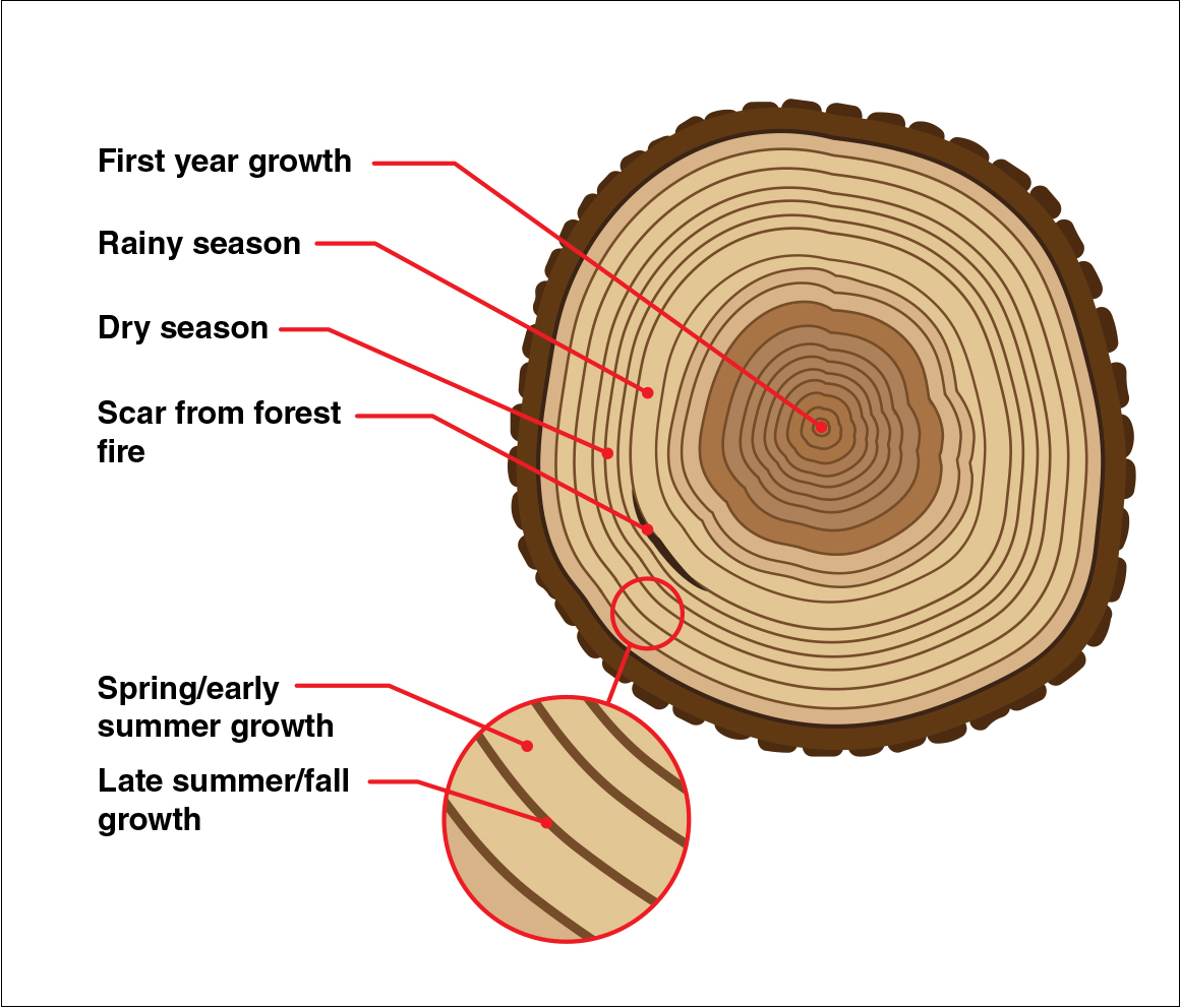 Tree growth rings