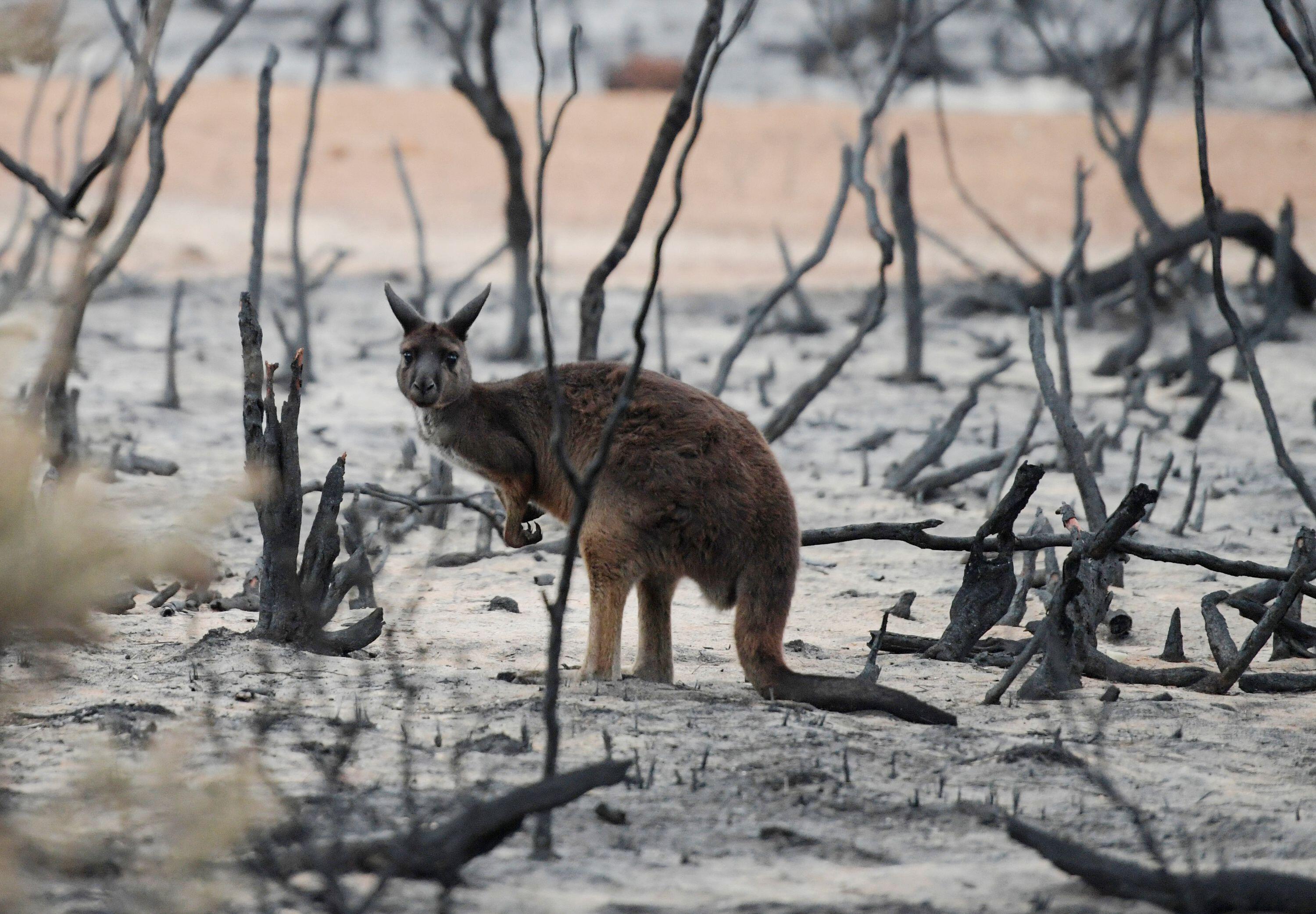 Bushfire aftermath