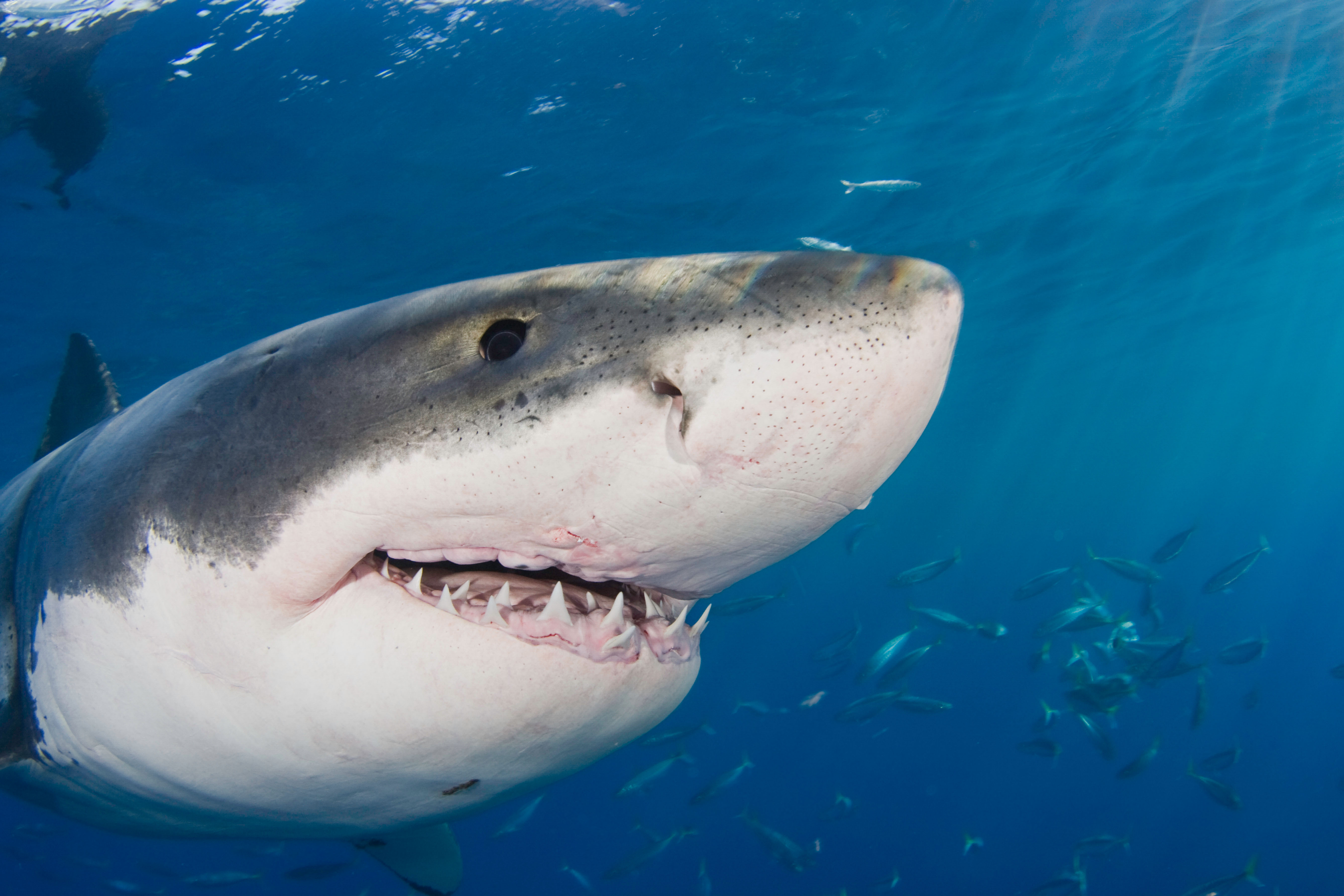 The mouth of a great white shark