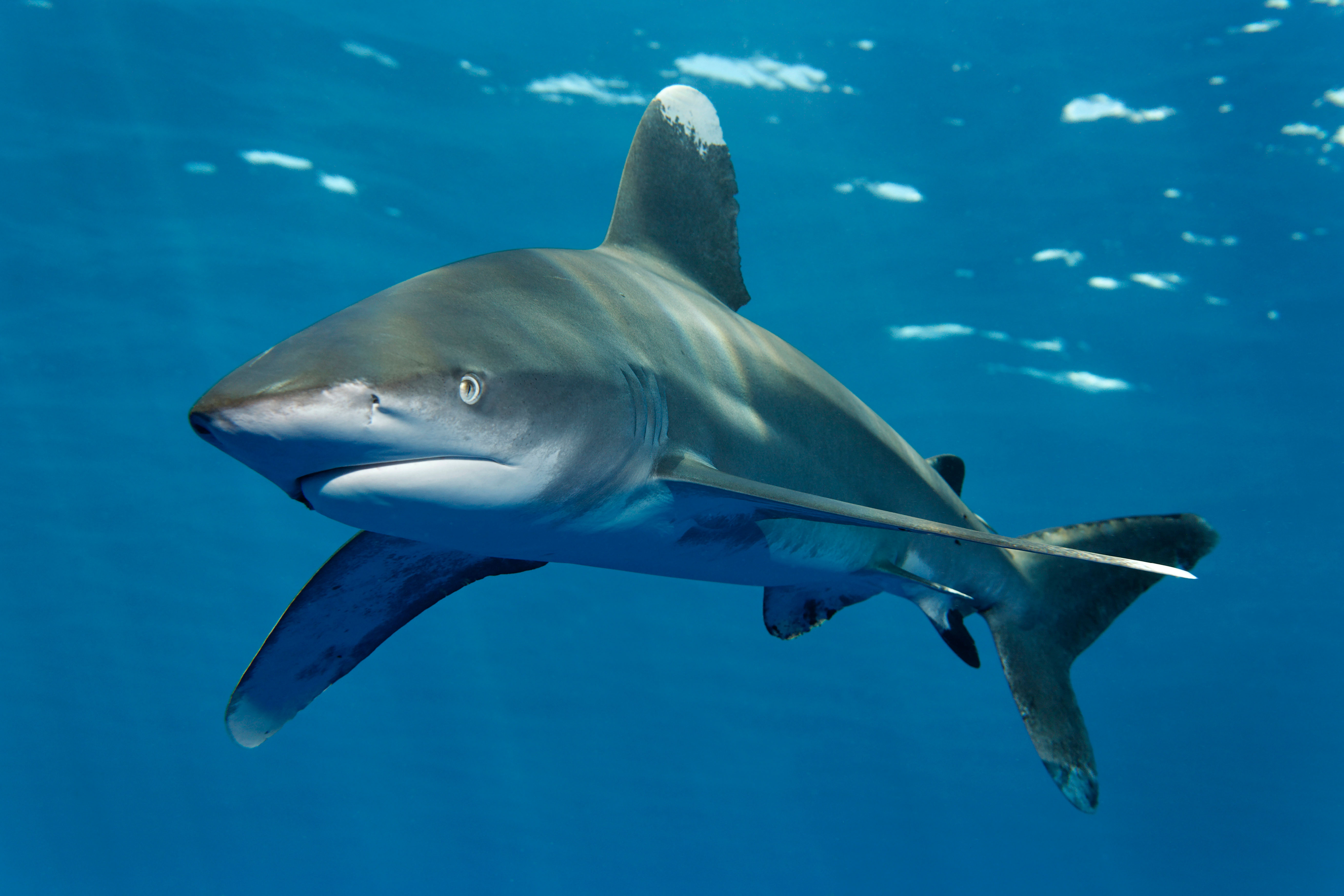 Oceanic whitetip shark