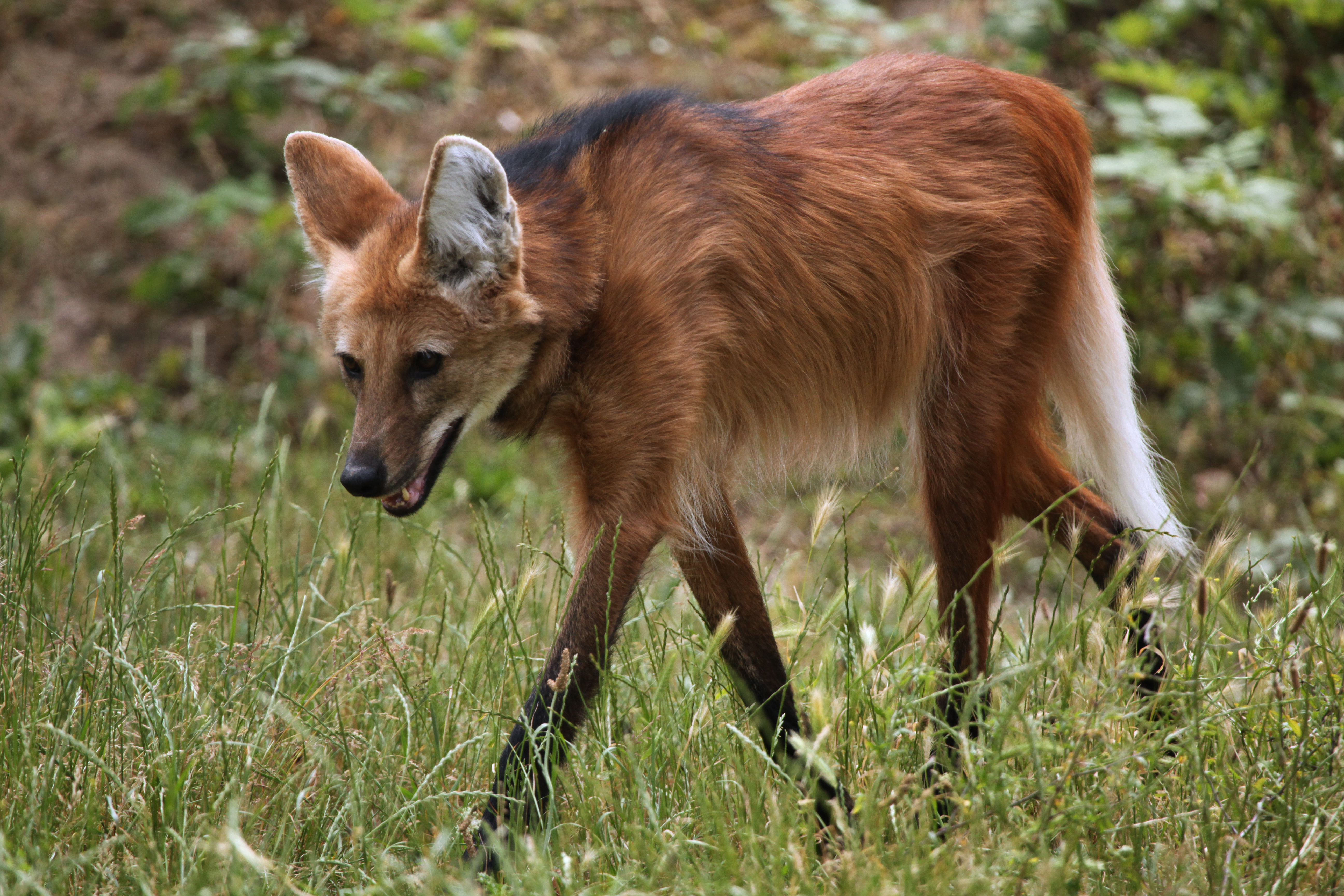 Maned wolf