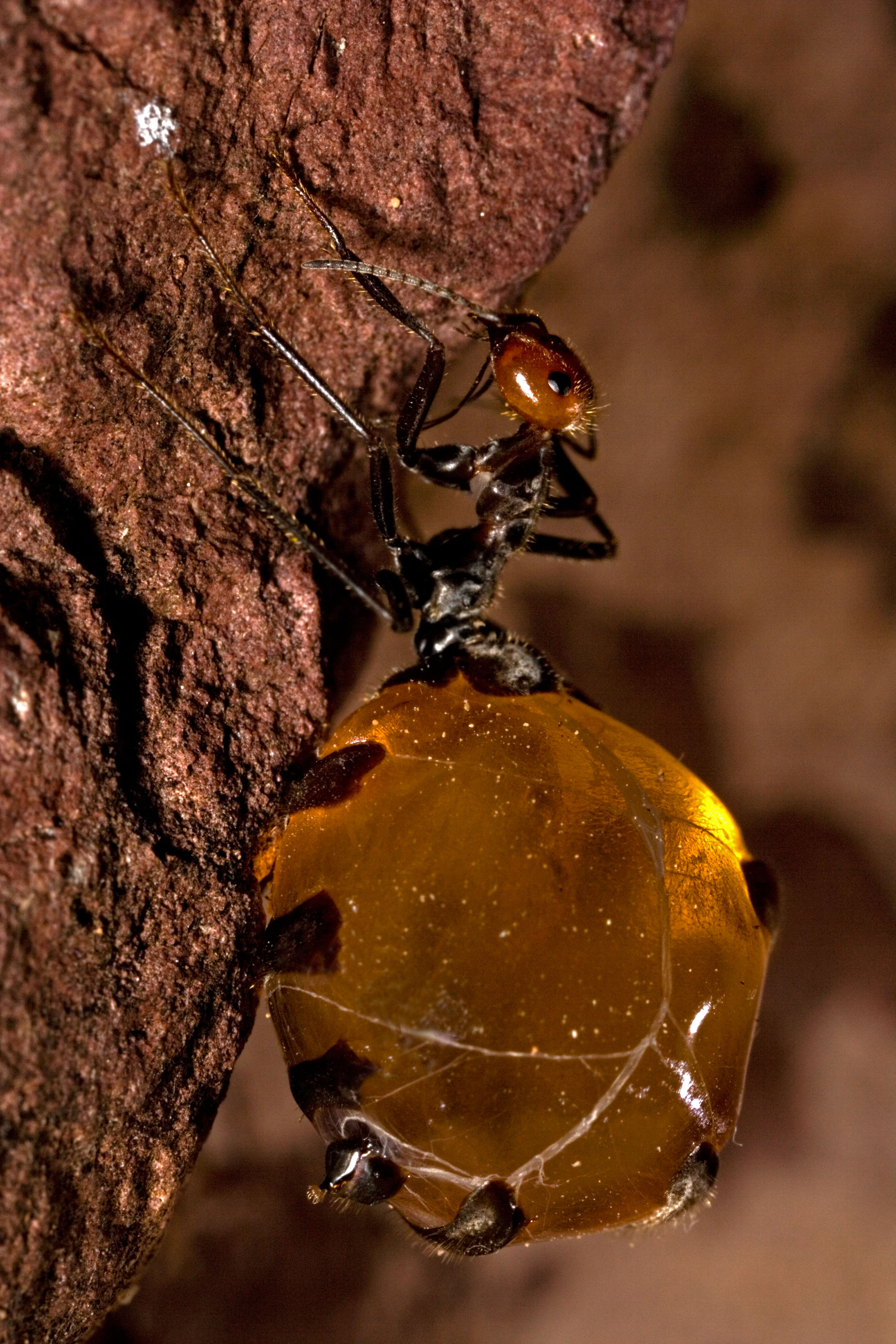 Honey ant workers