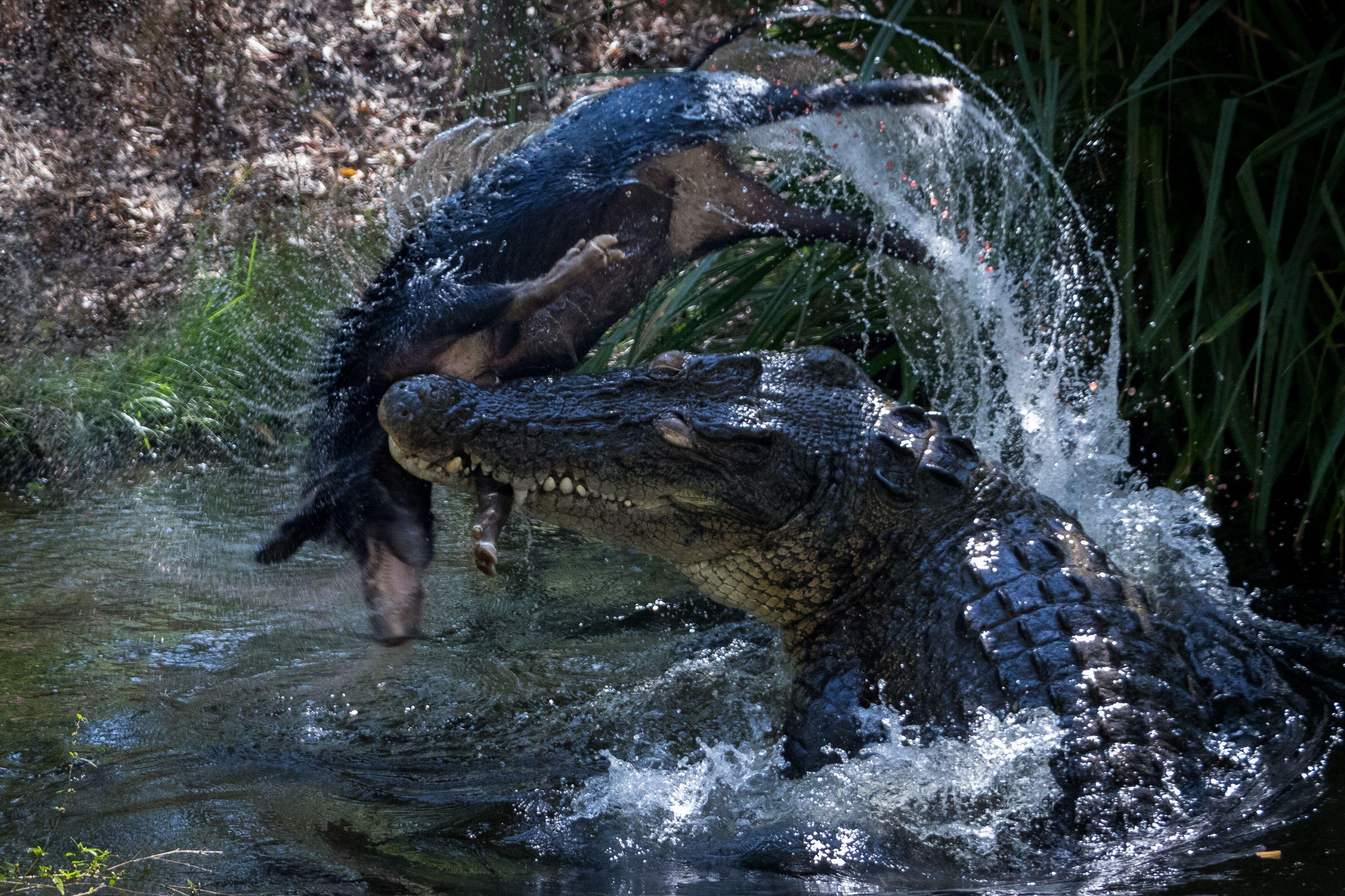 A saltwater crocodile attacks a feral pig in Australia