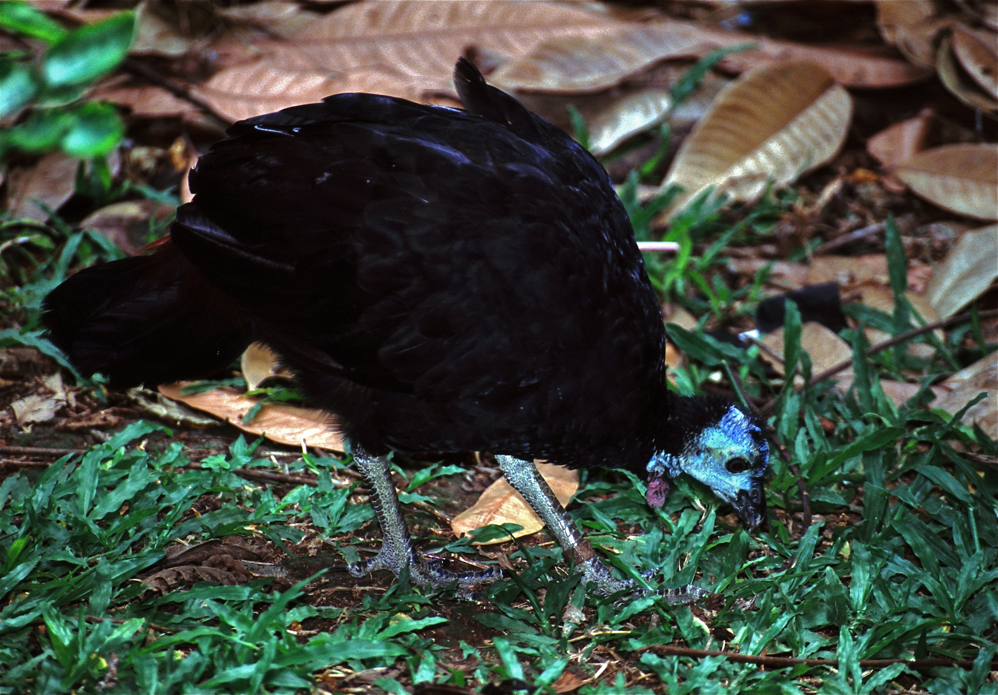 Wattled brushturkey