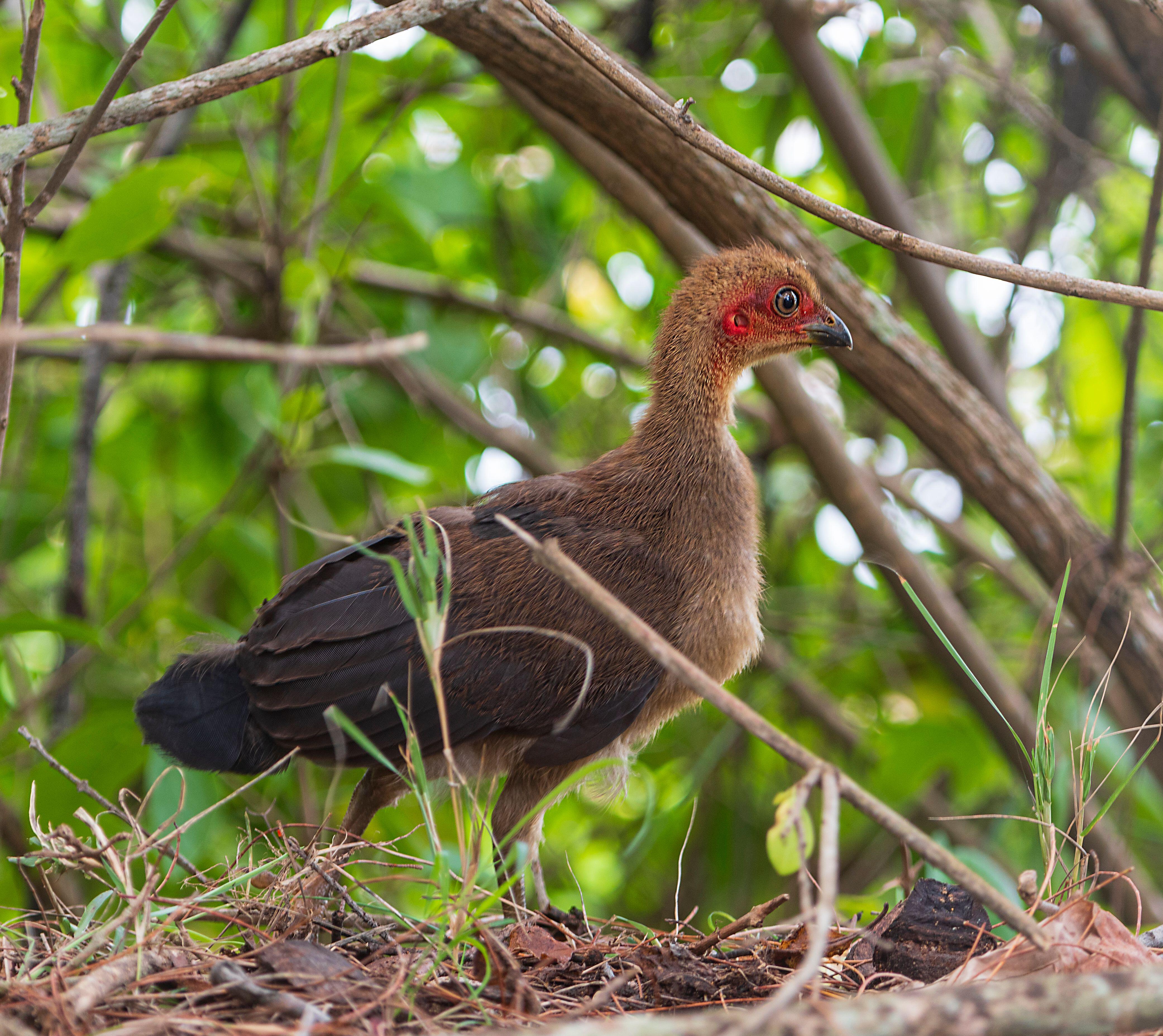 Brushturkey chick