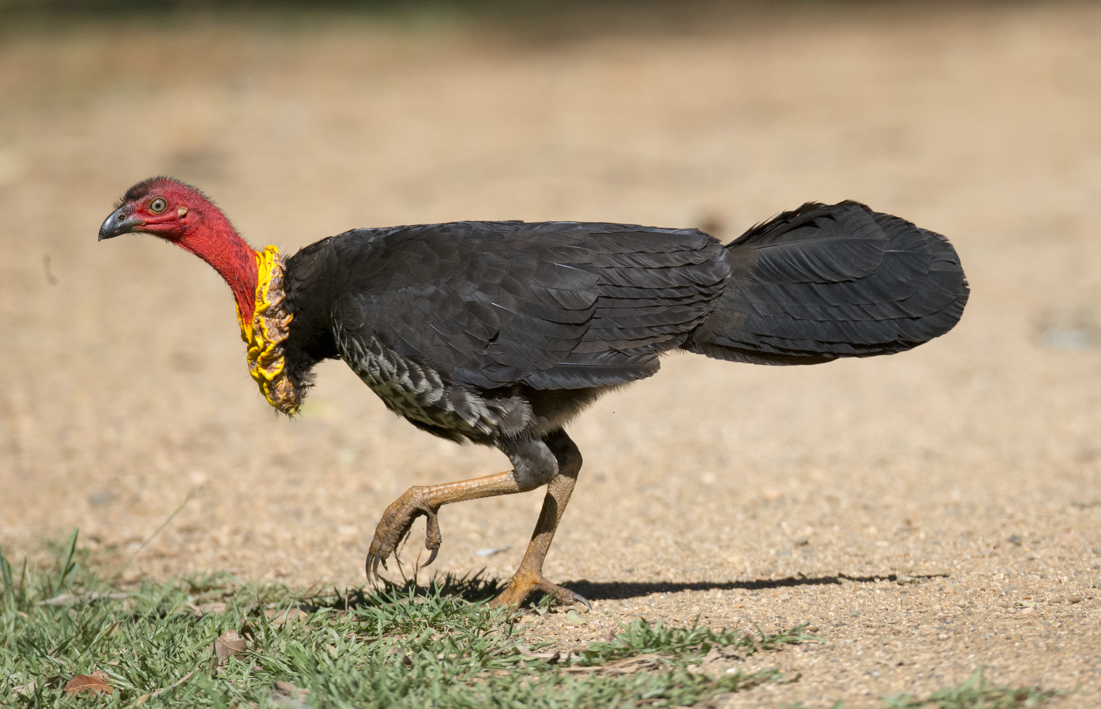 Brushturkey feet