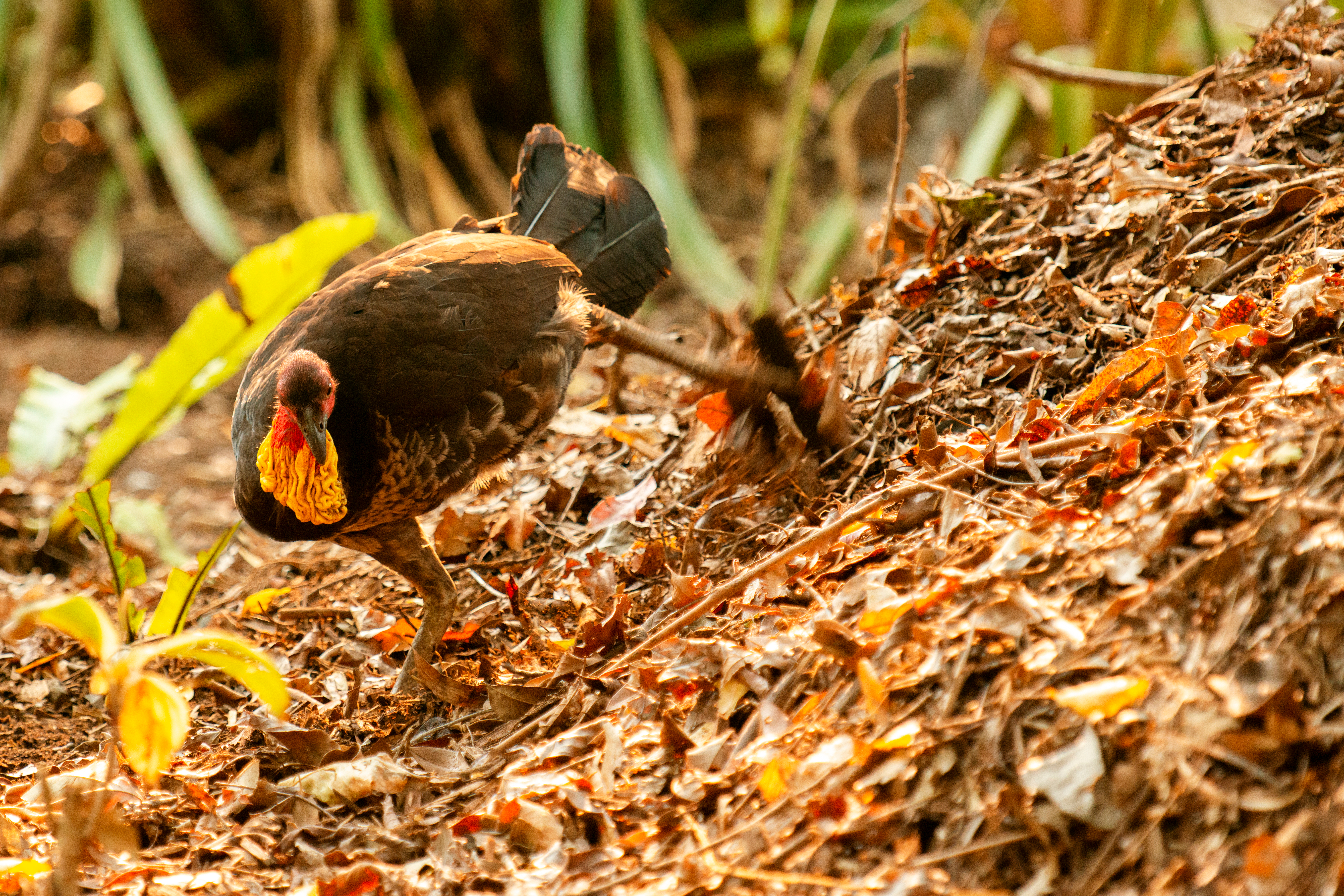 Incubation mound