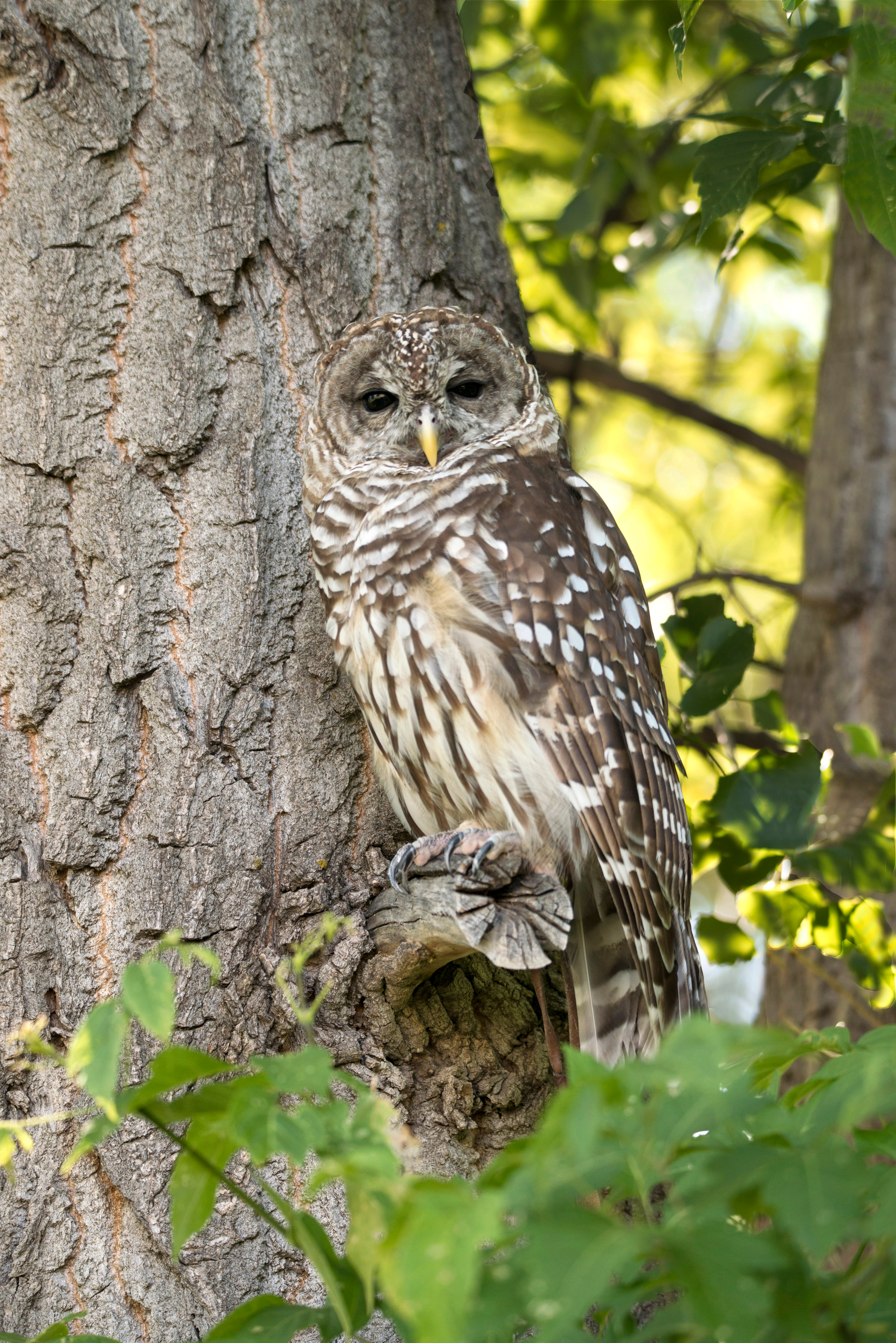 Northern spotted owl