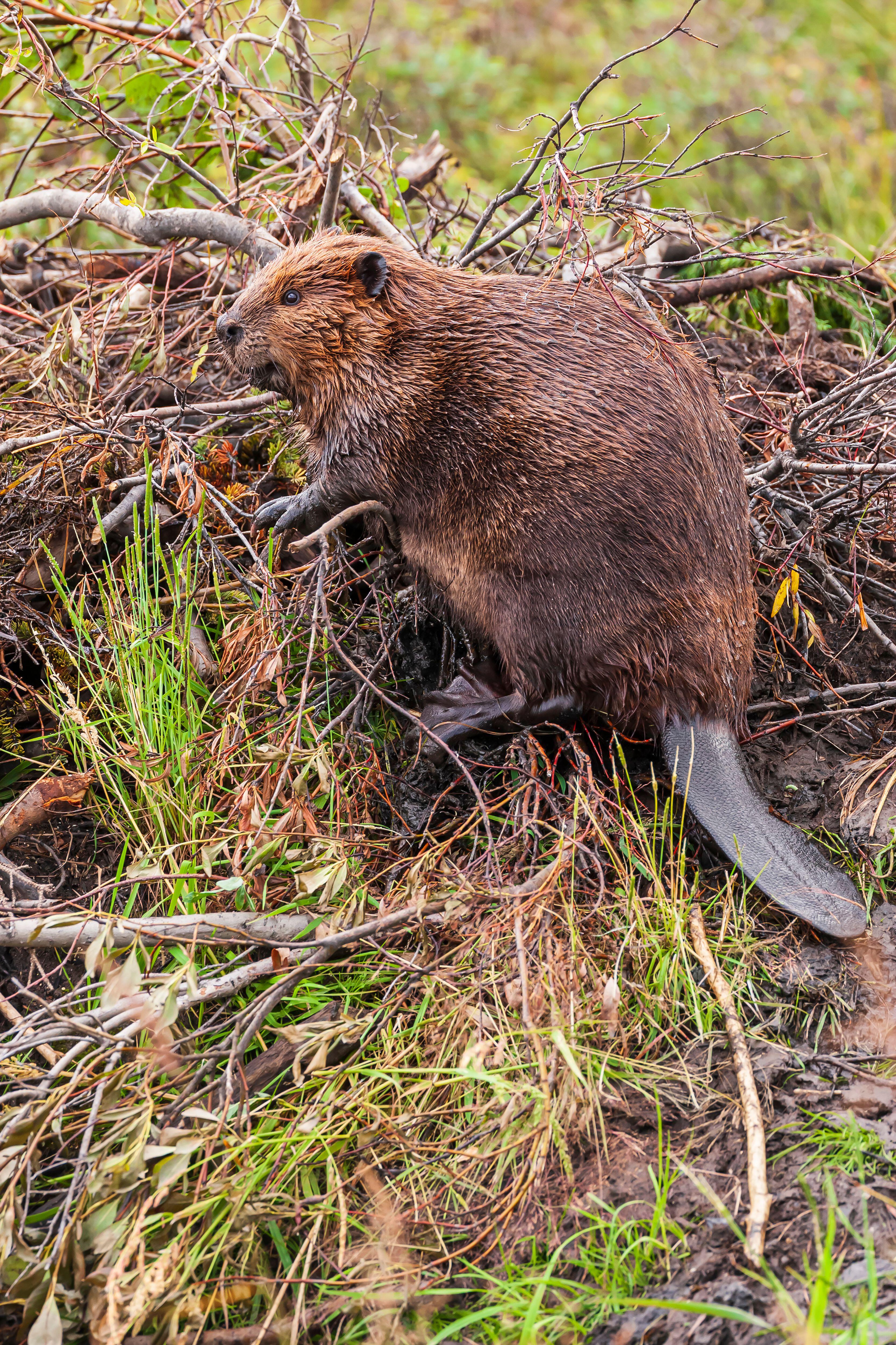 Beavers have a broad, flat tail that resembles a paddle.