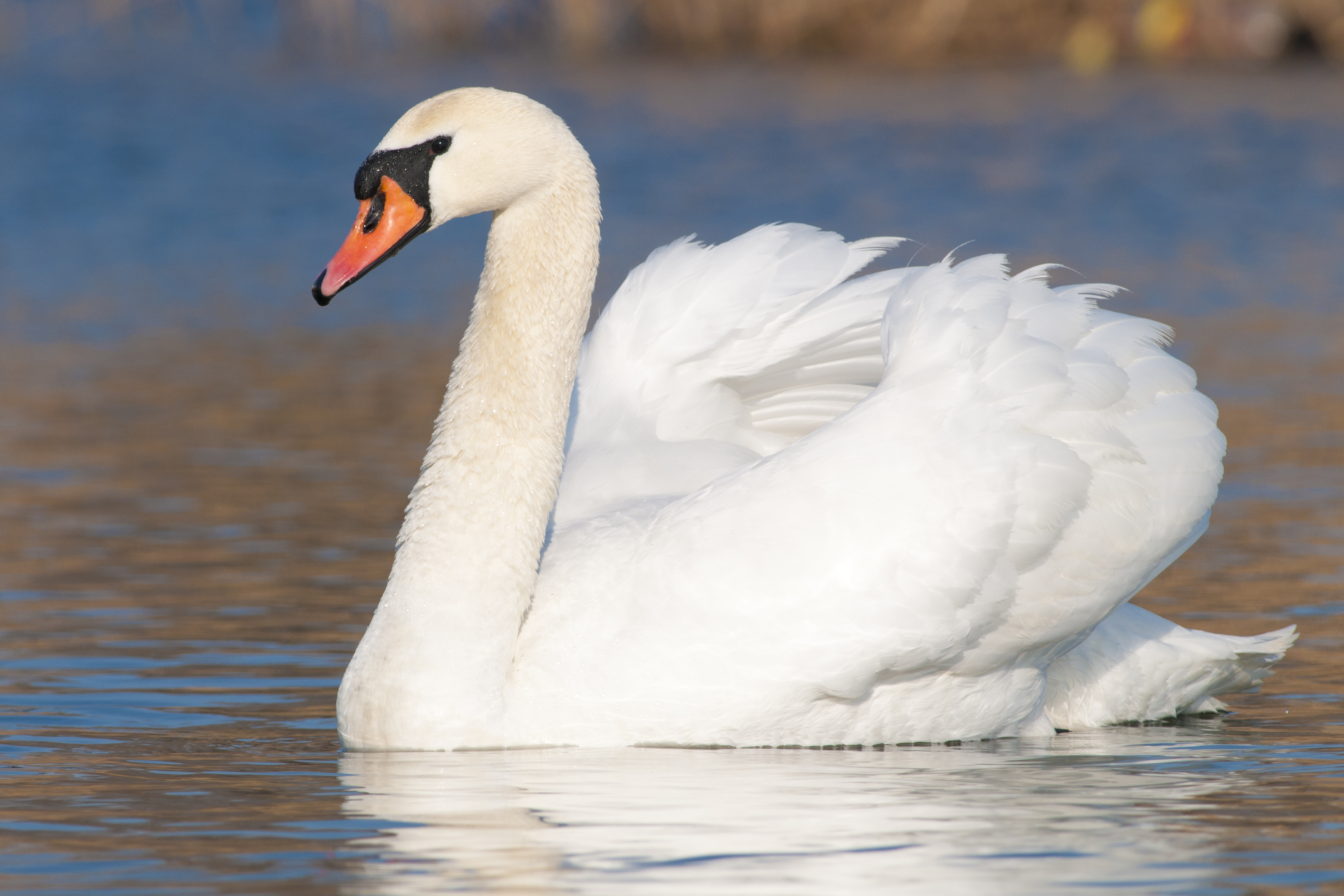 Mute swan