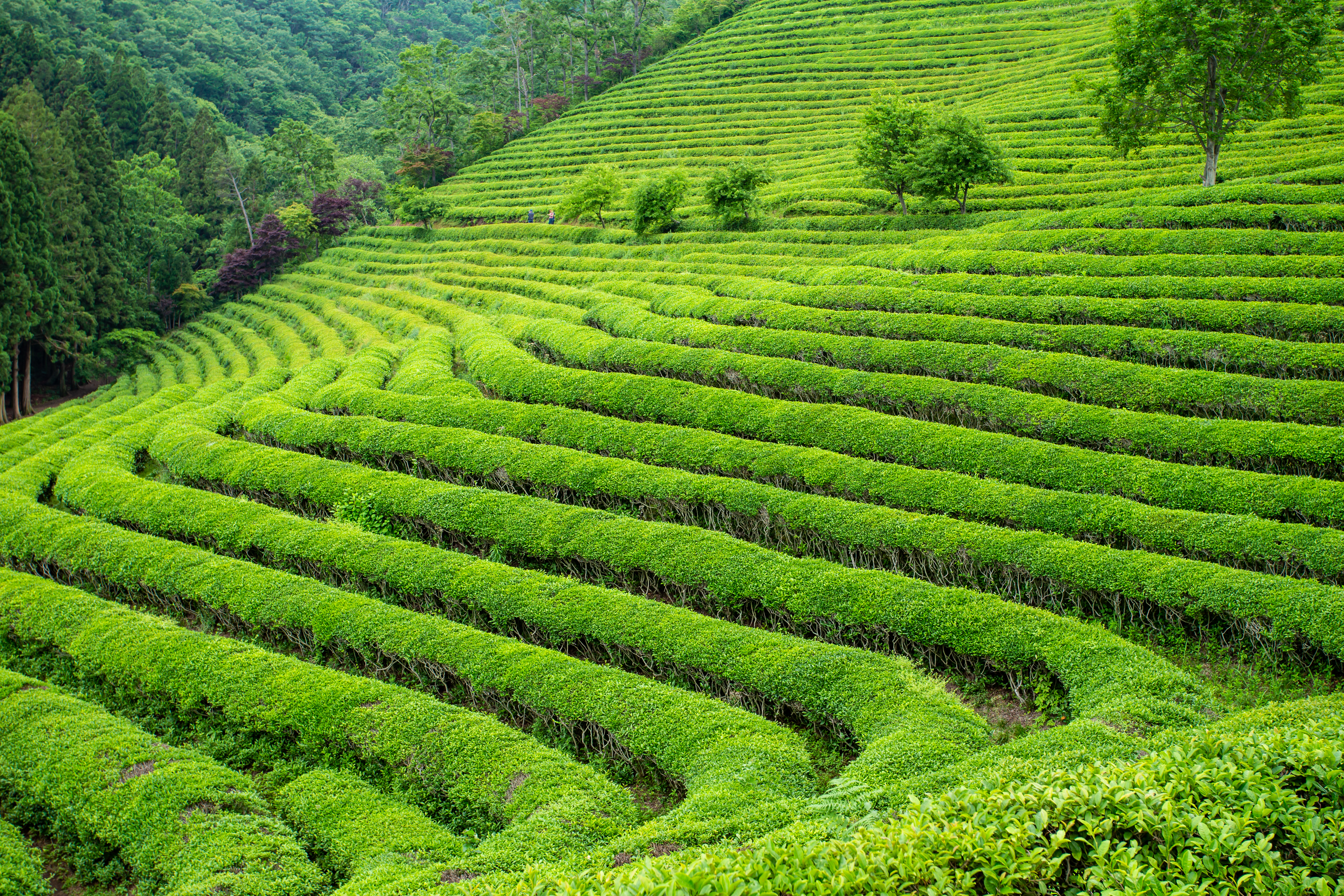 Tea fields in Boseong, South Korea