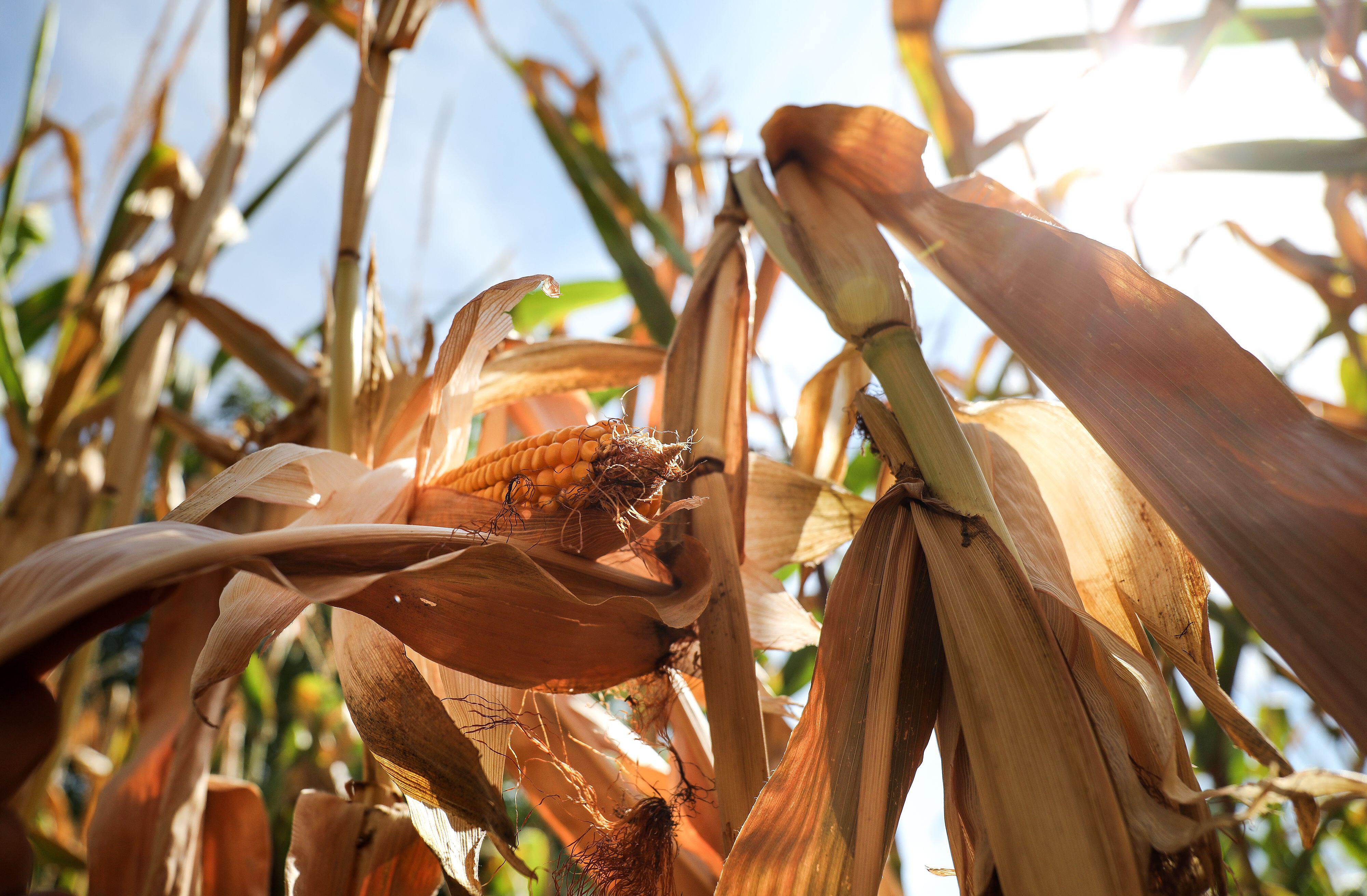 Corn crops damaged by a heat wave