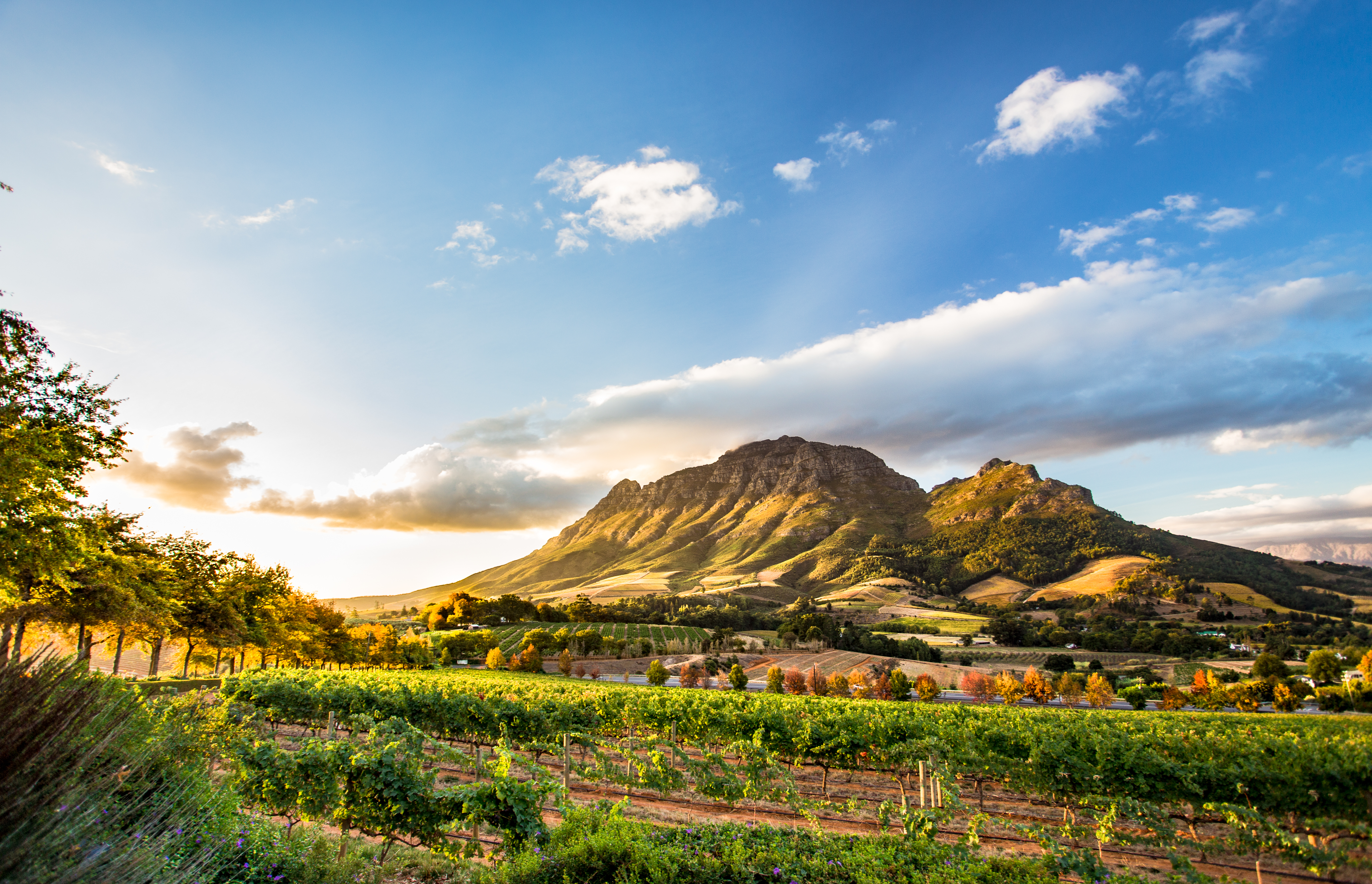 Wine region near Stellenbosch, South Africa