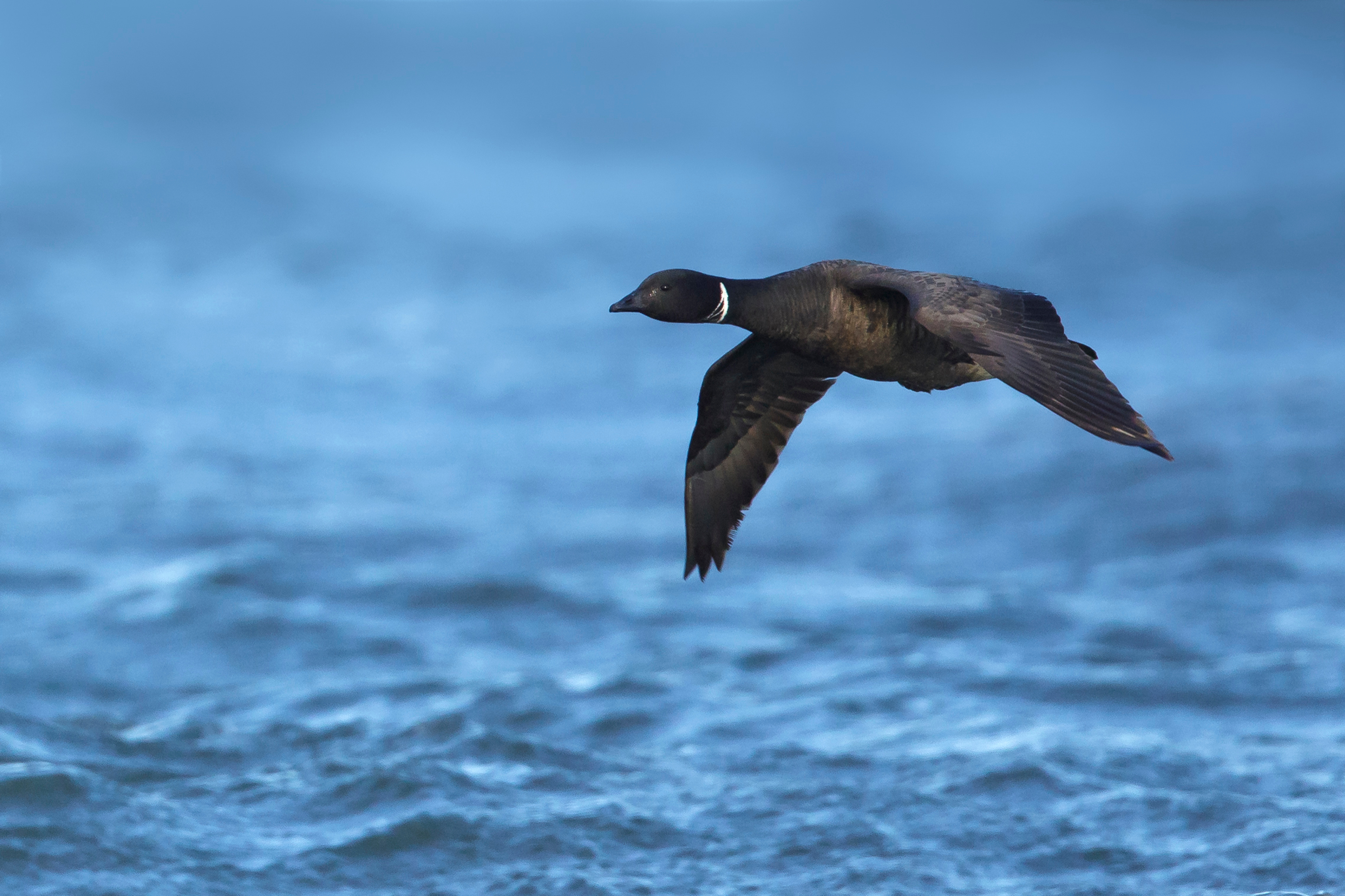 Black brant