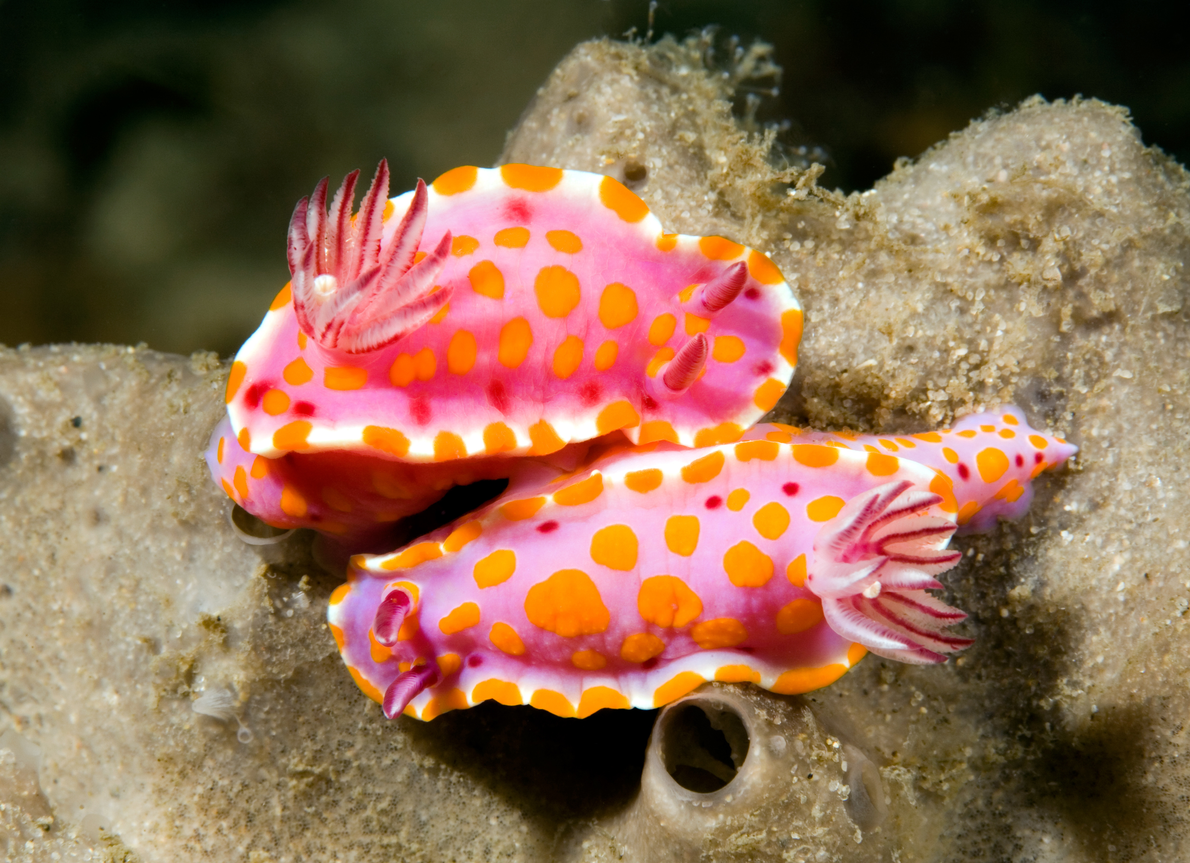 Mating pair of sea slugs