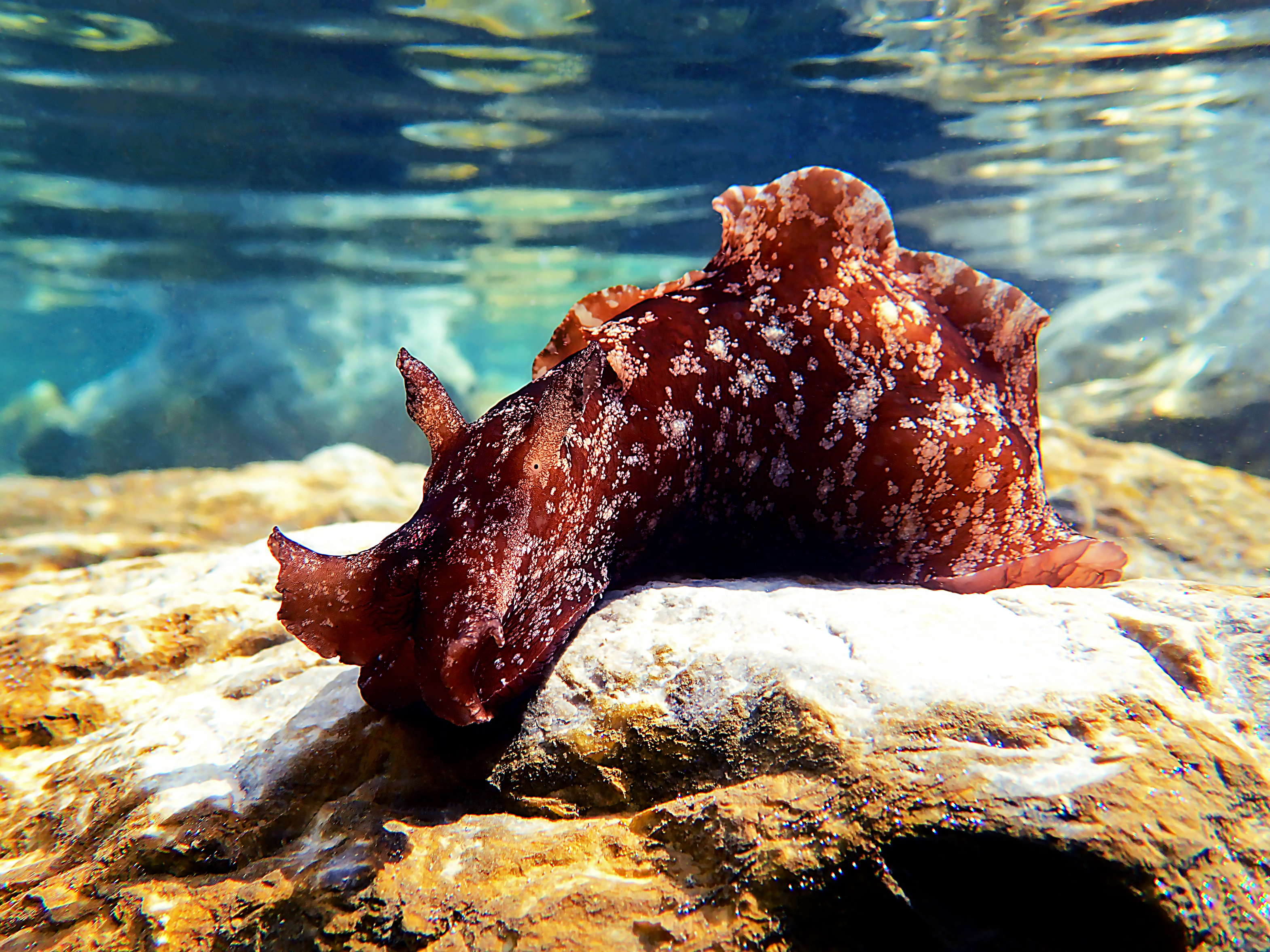 Sea hare