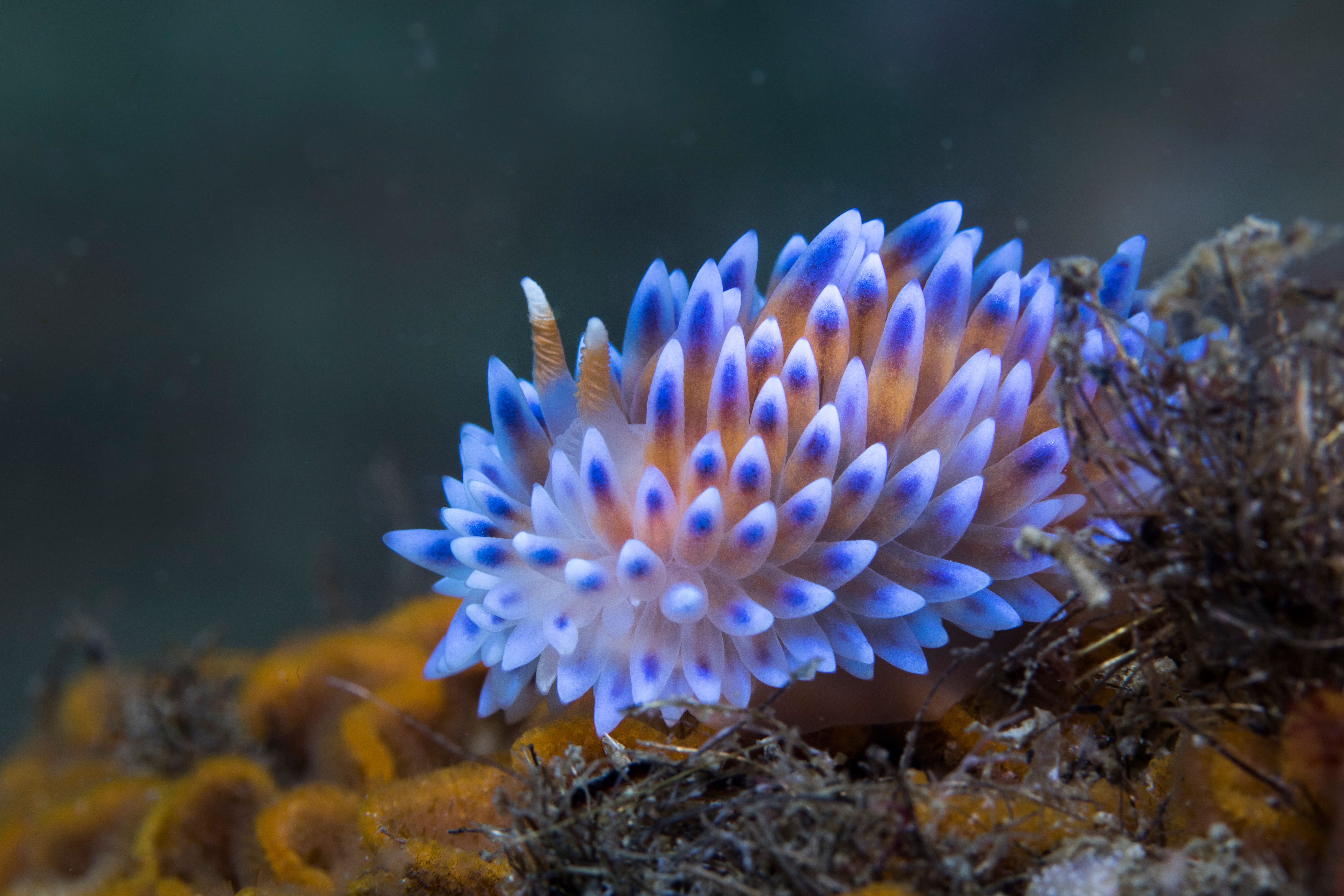 Brightly colored sea slug