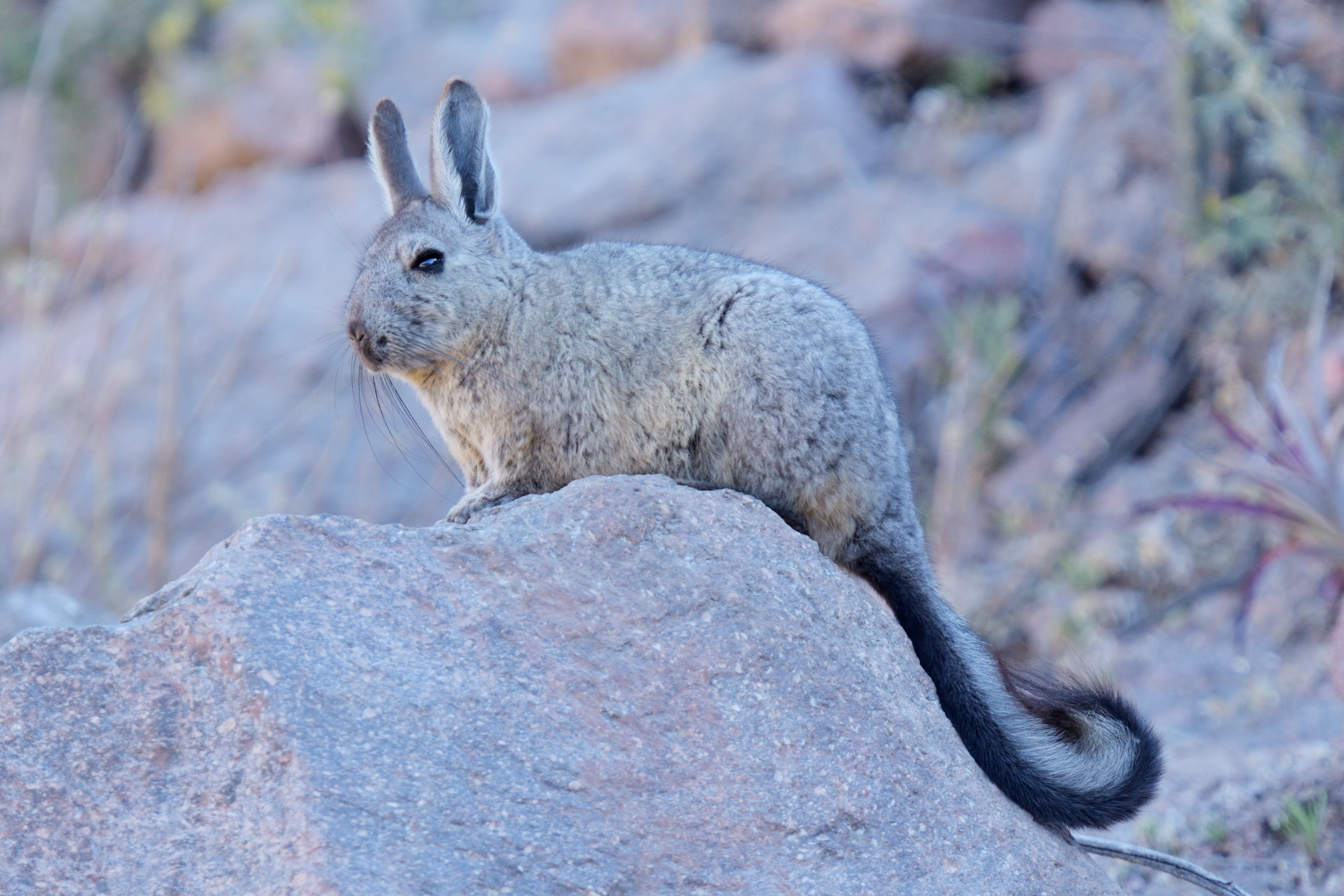 Mountain viscacha