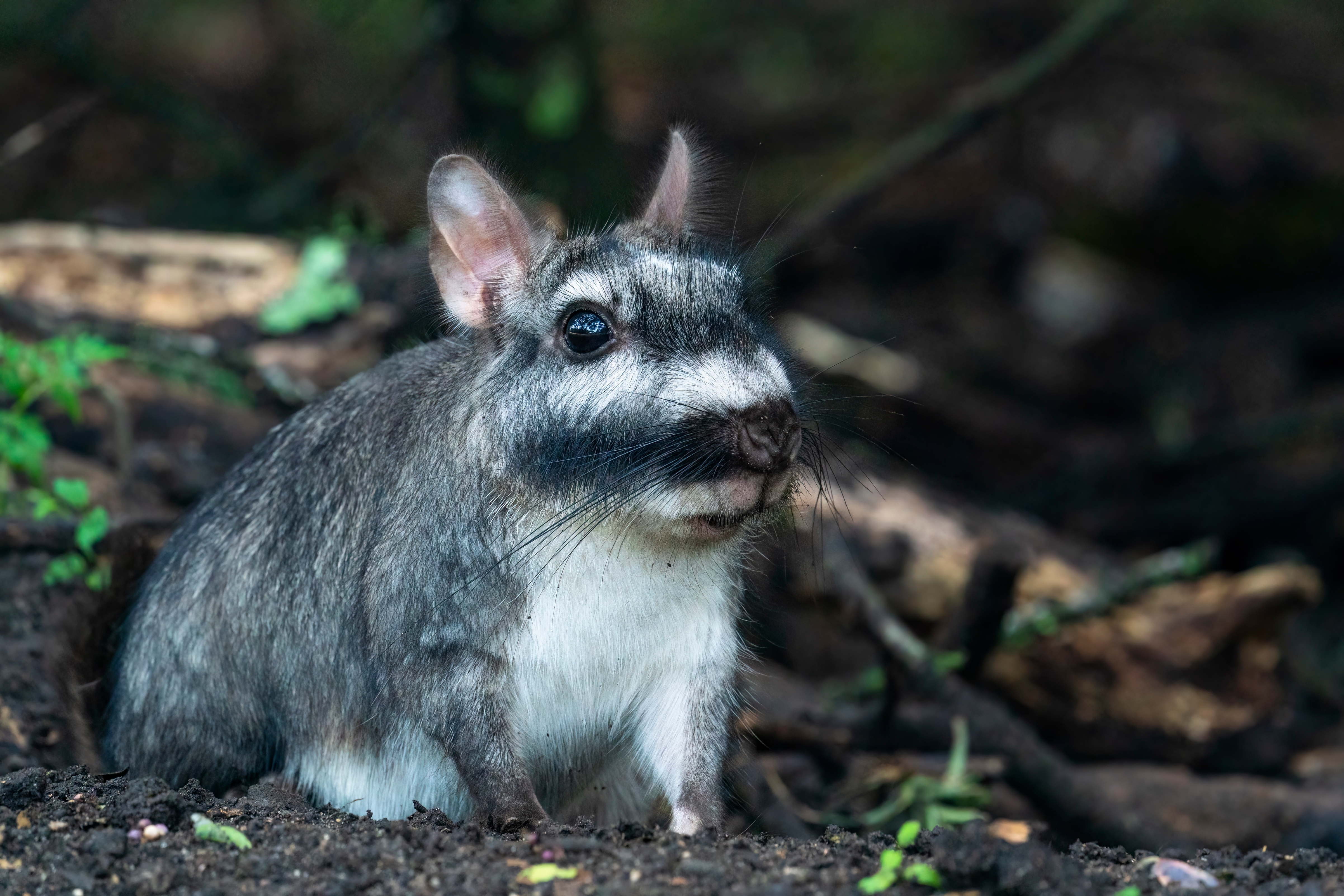 Plains viscacha