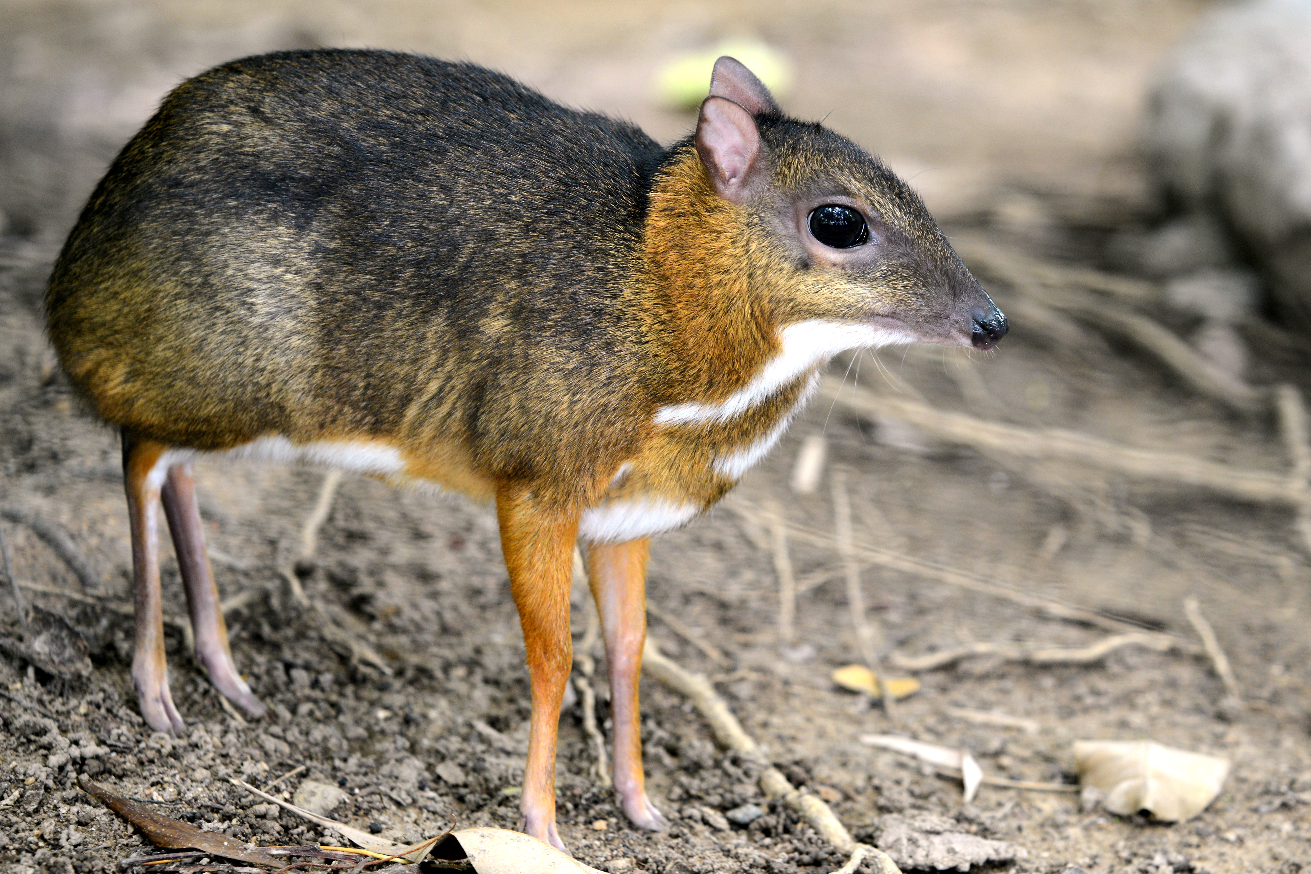 Chevrotain