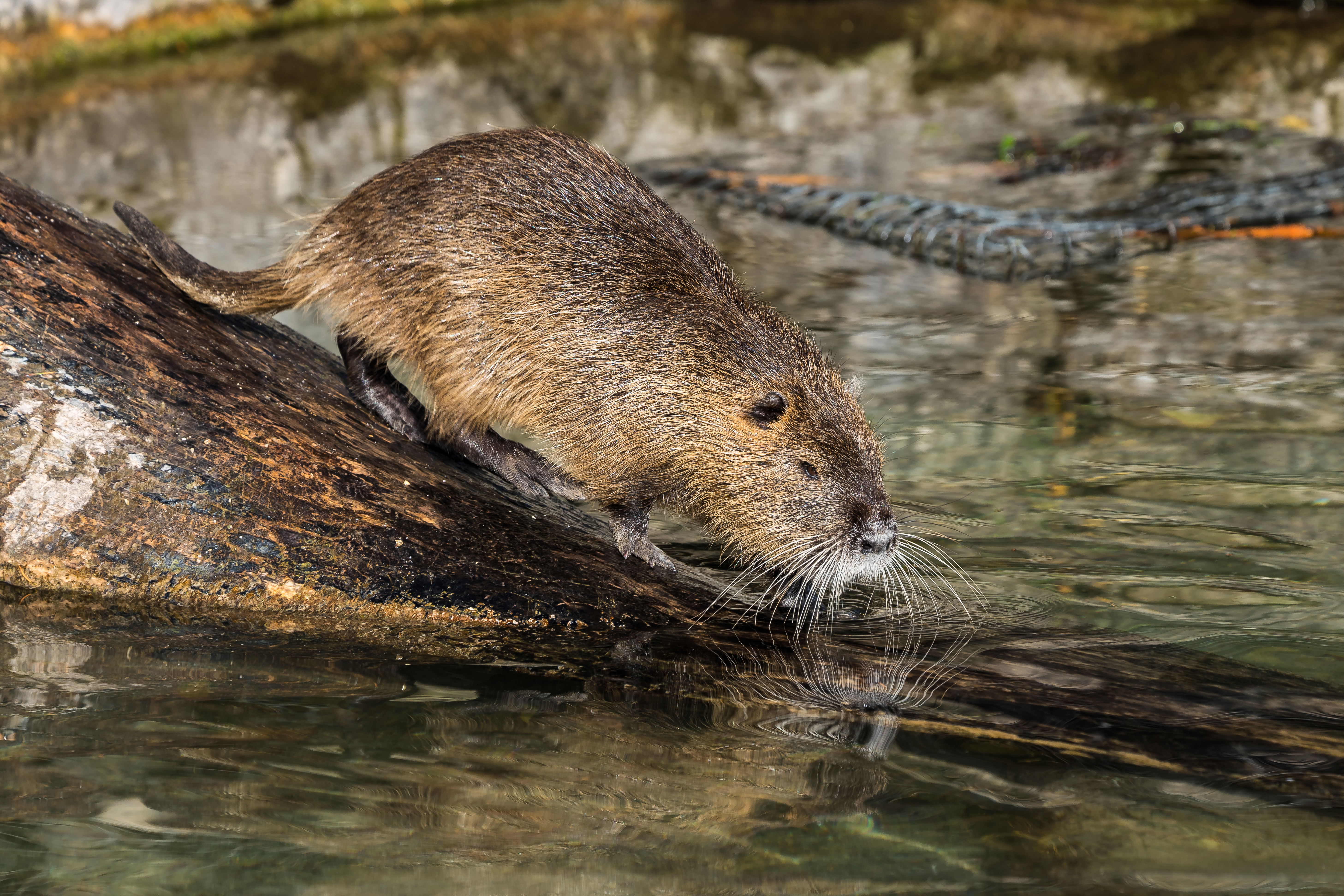 Nutria