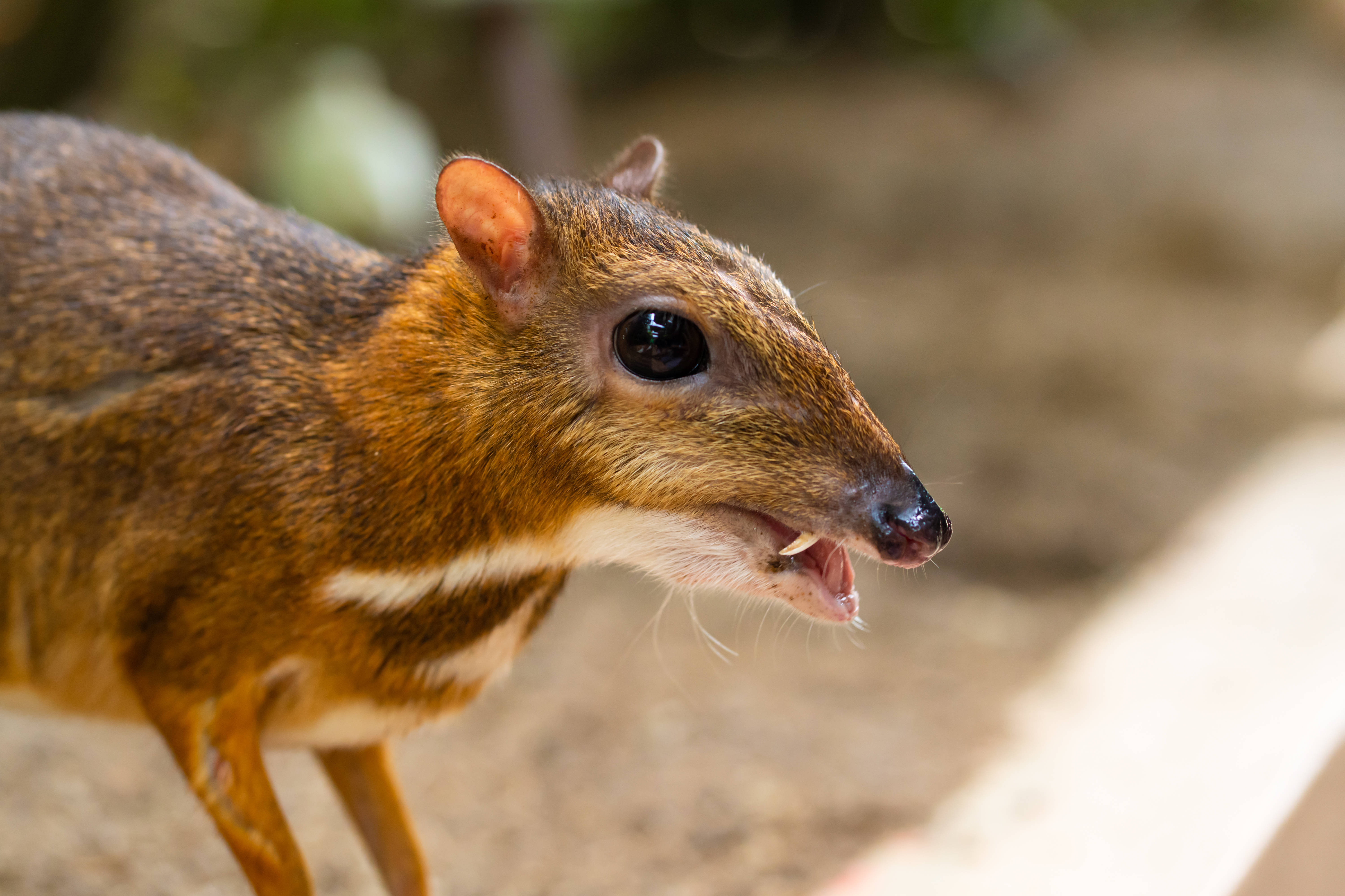 Chevrotain with long canine teeth