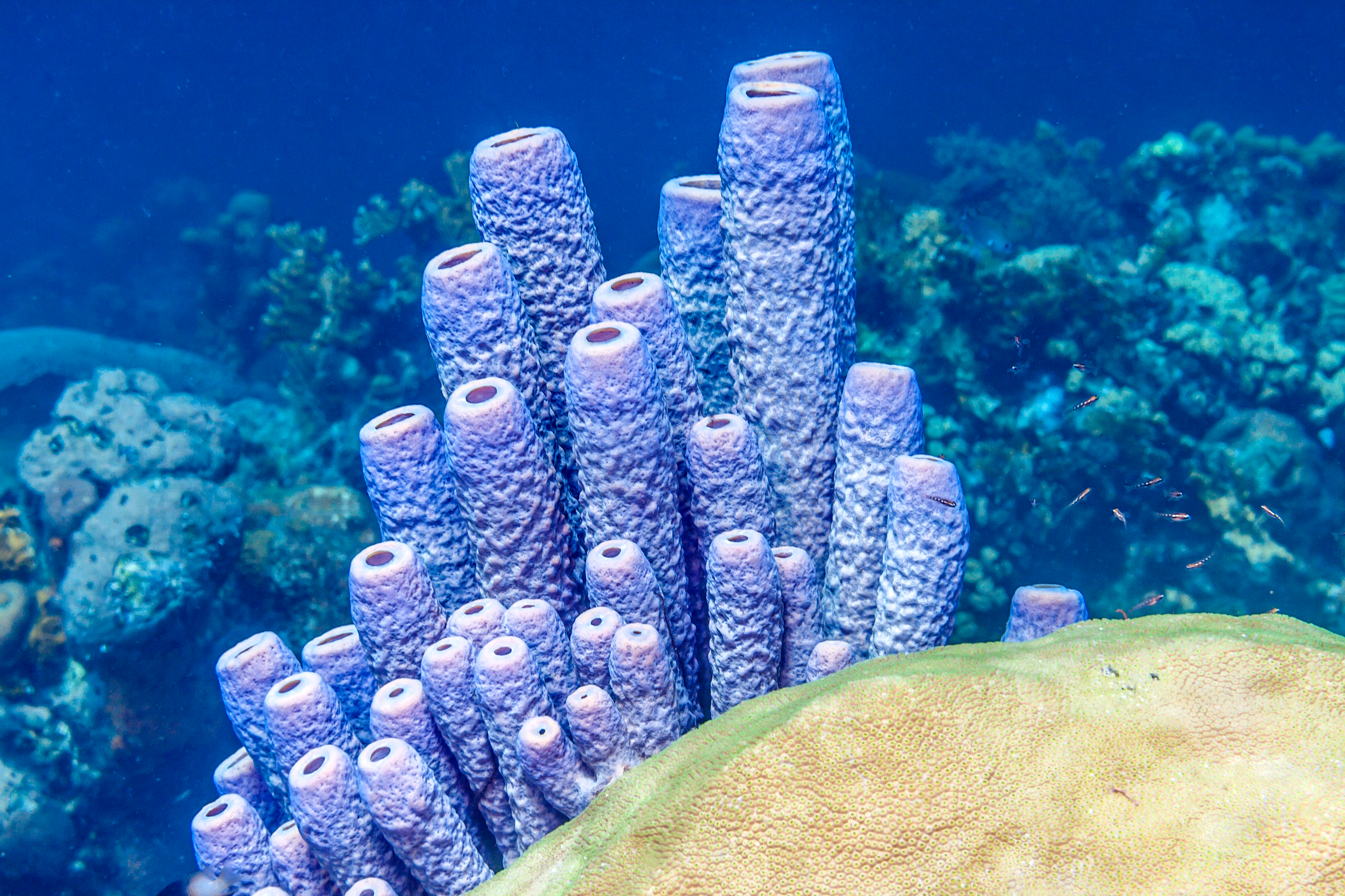 Stovepipe sponge