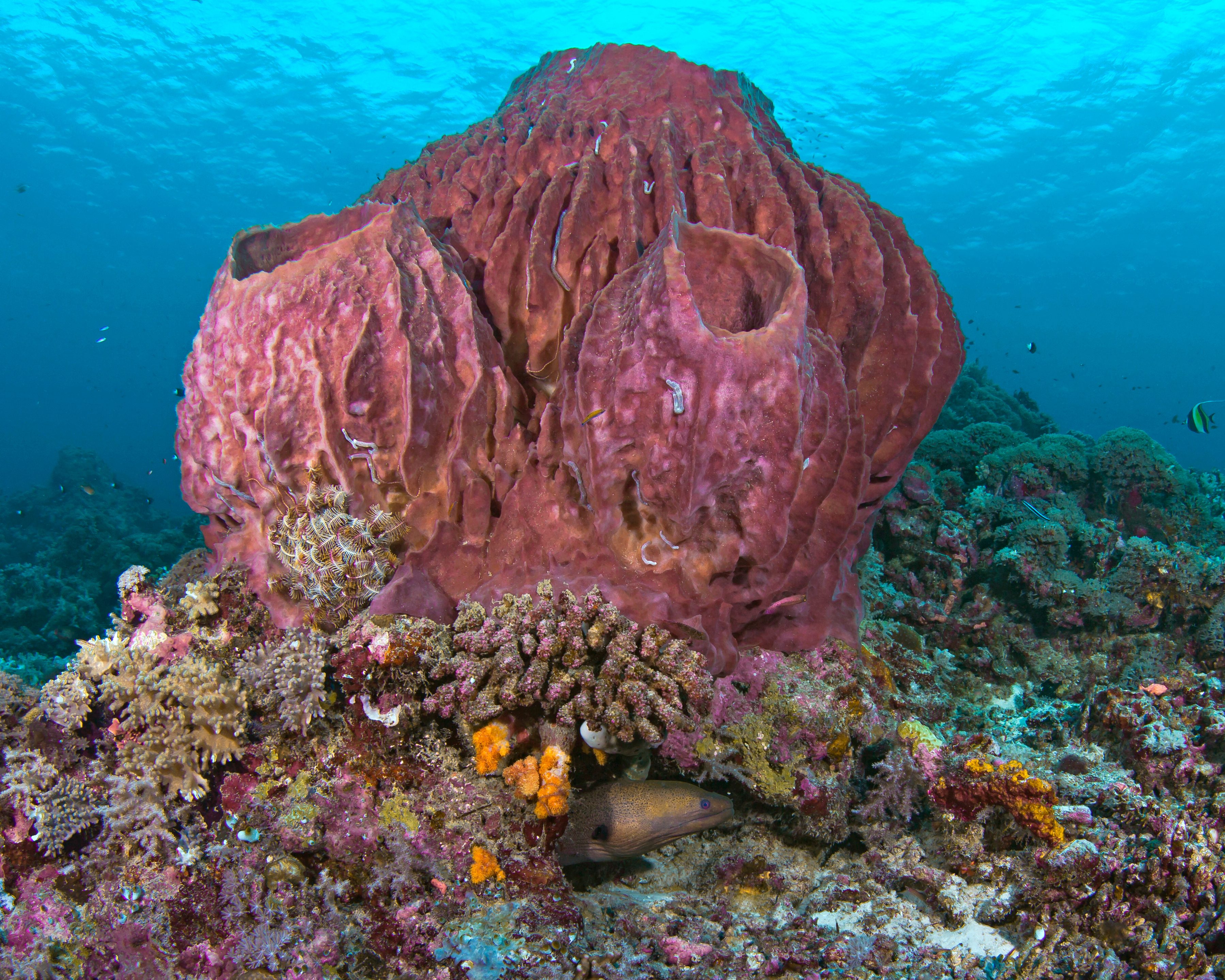 Giant barrel sponge