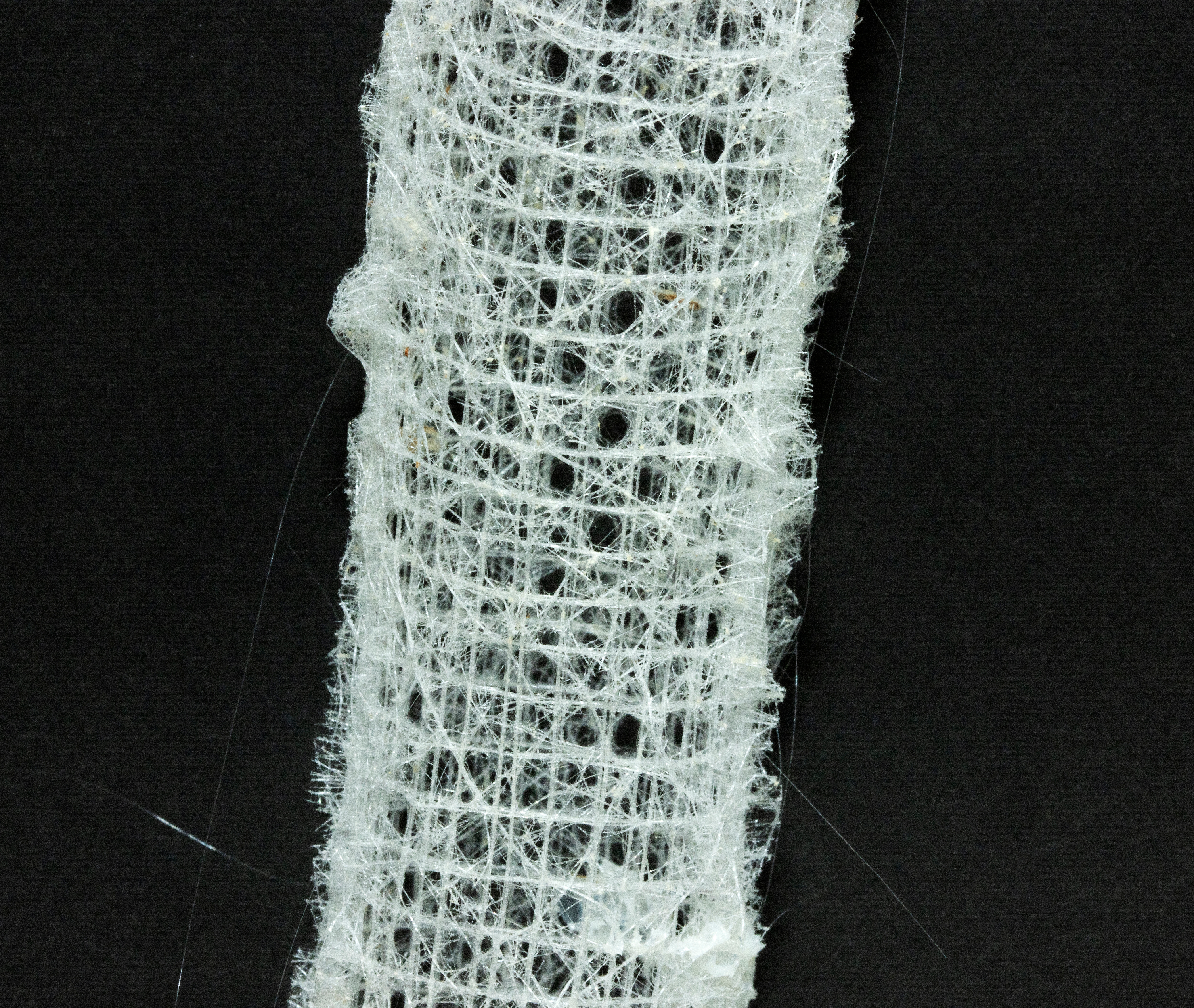 Skeleton of a glass sponge