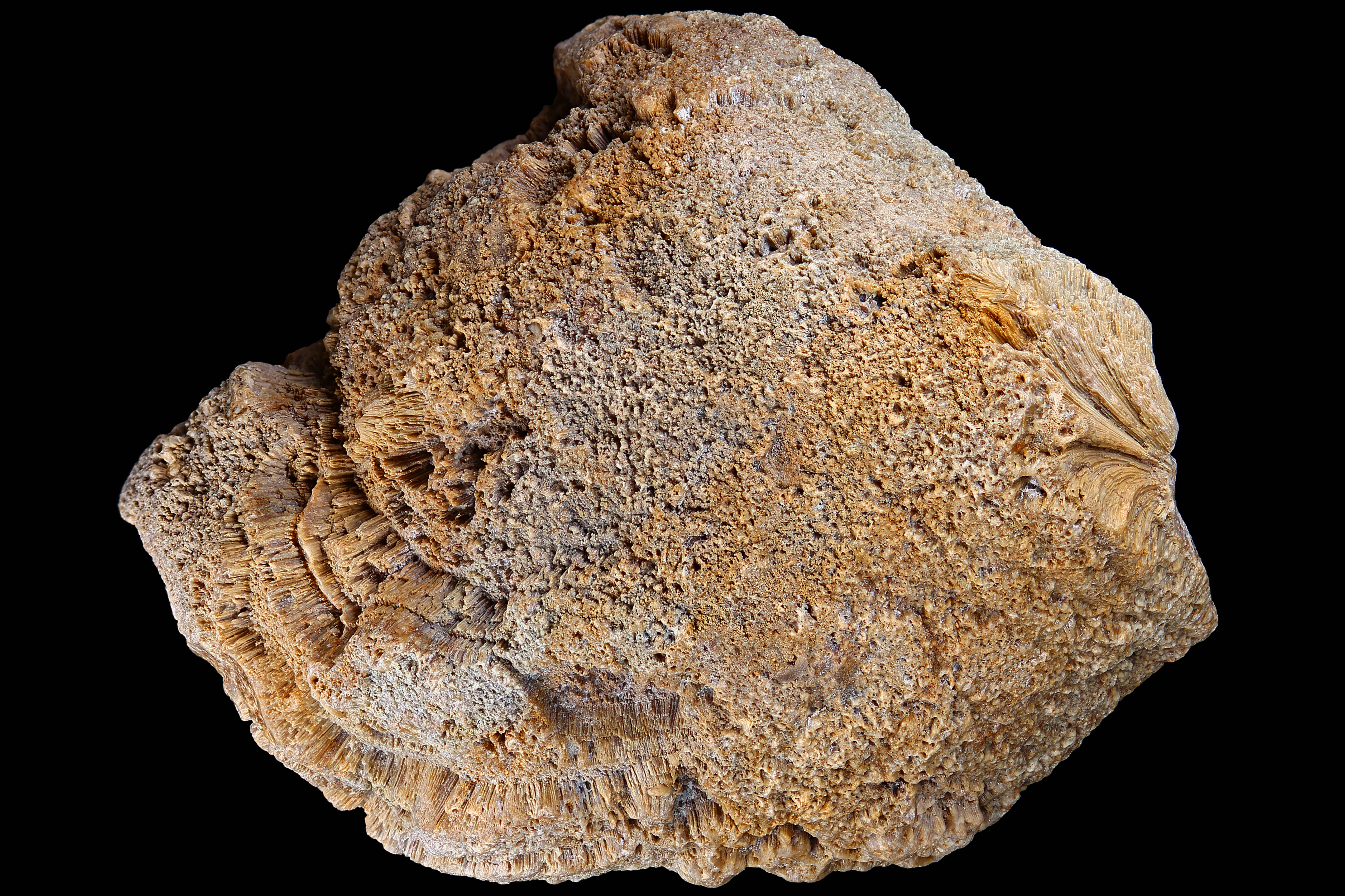 Sponge fossil