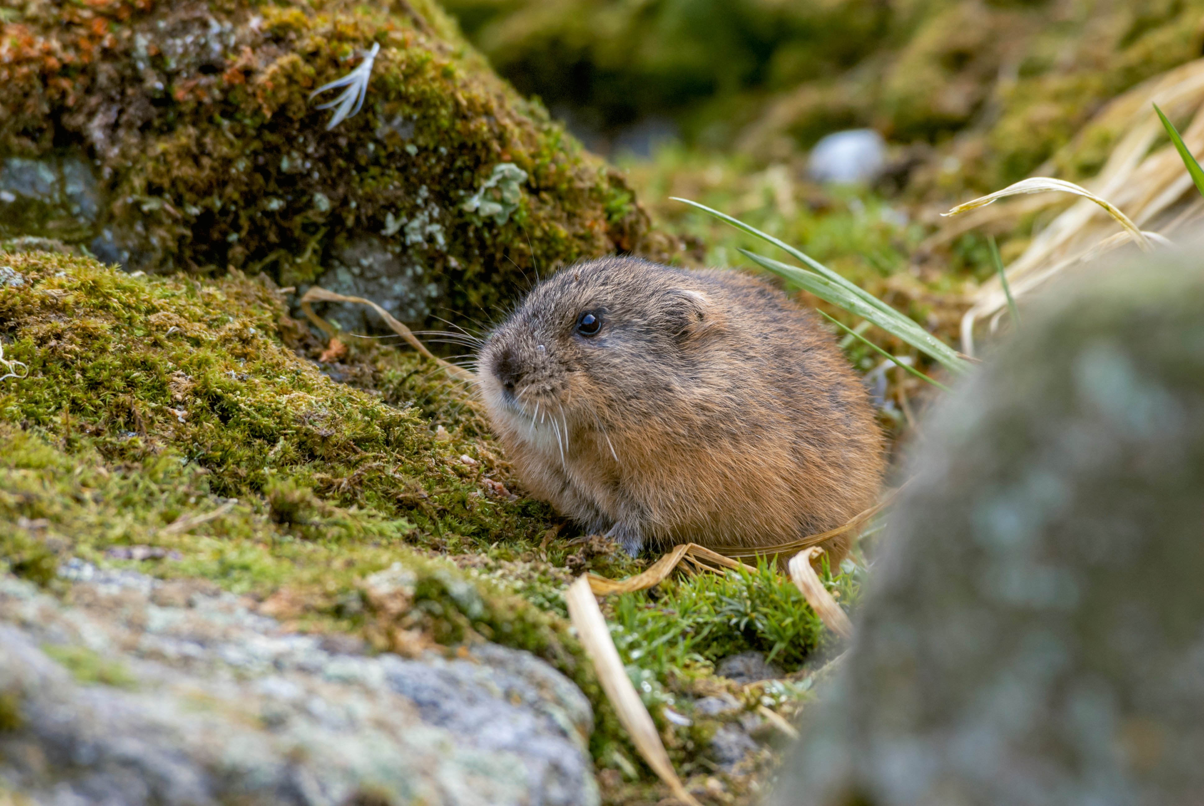 Brown lemming