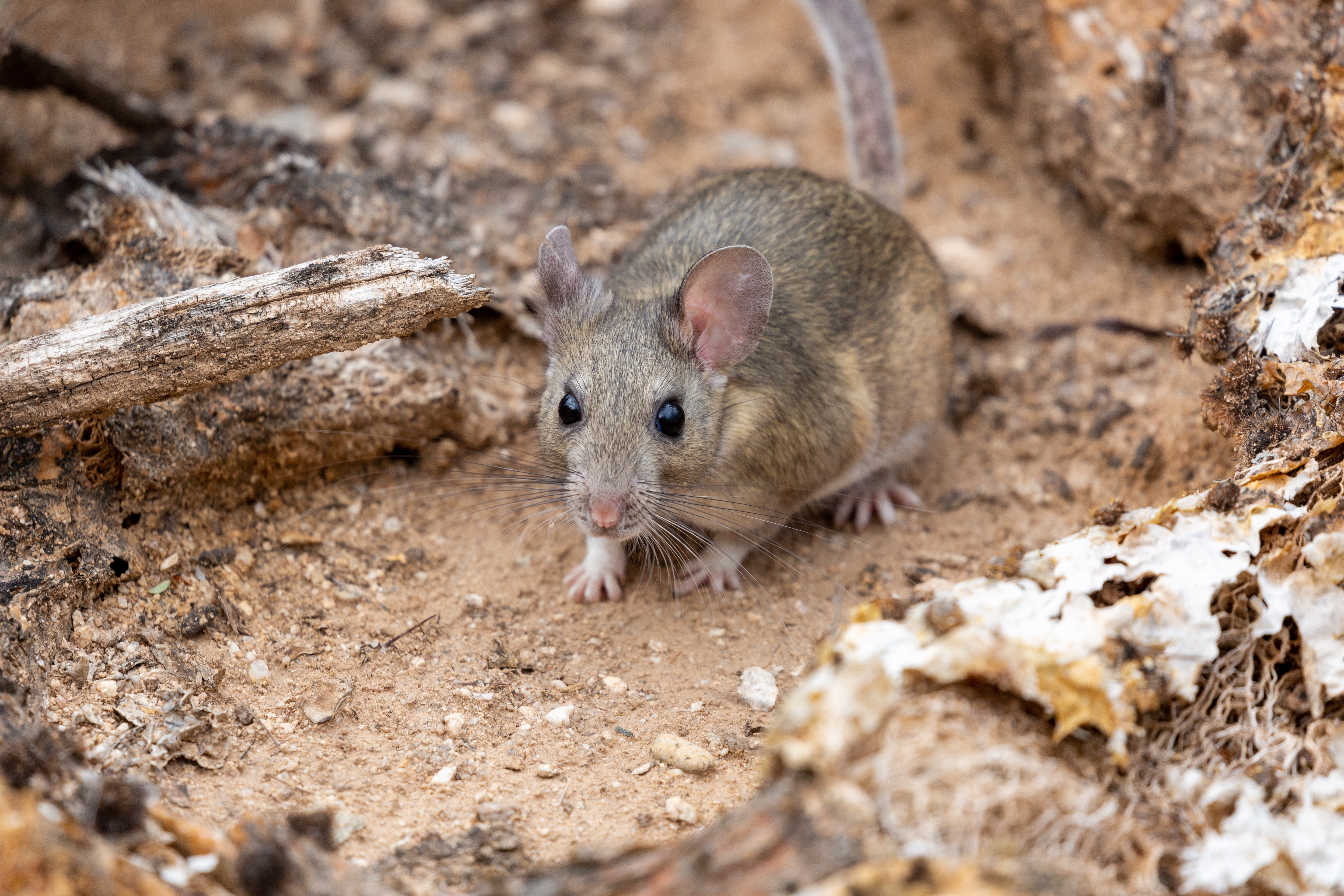 Woodrat