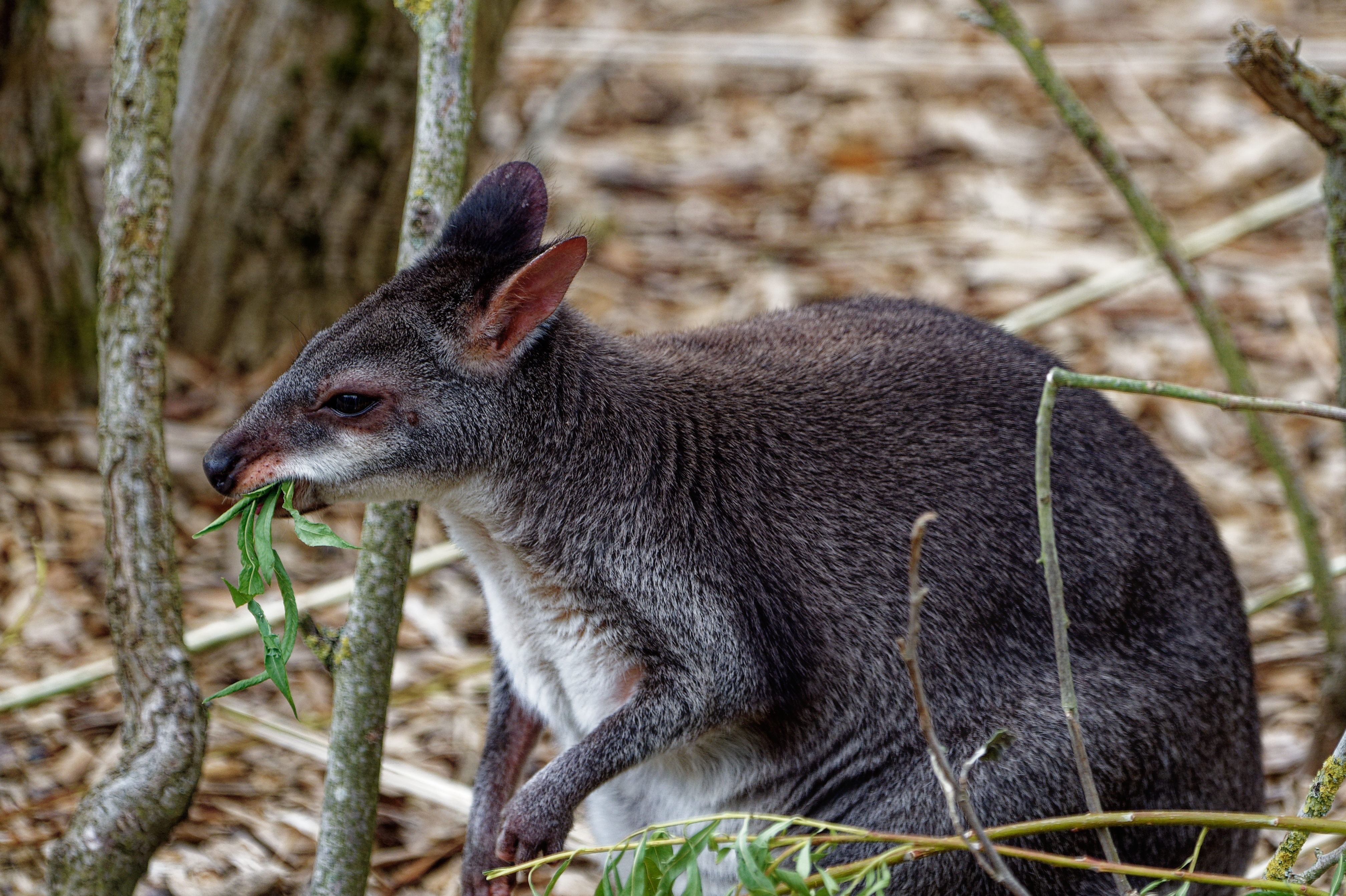 Pademelon