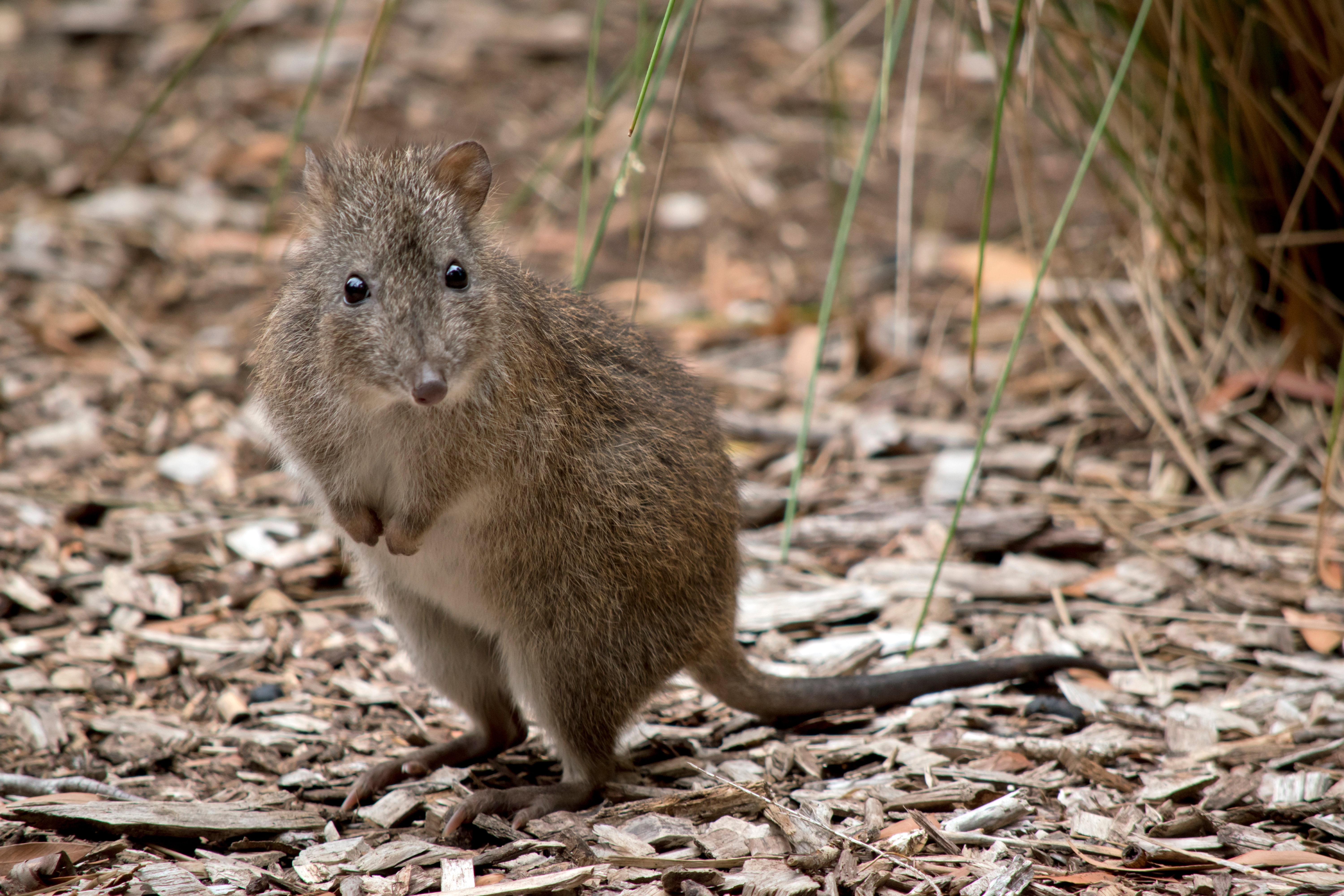 Long-nosed potoroo