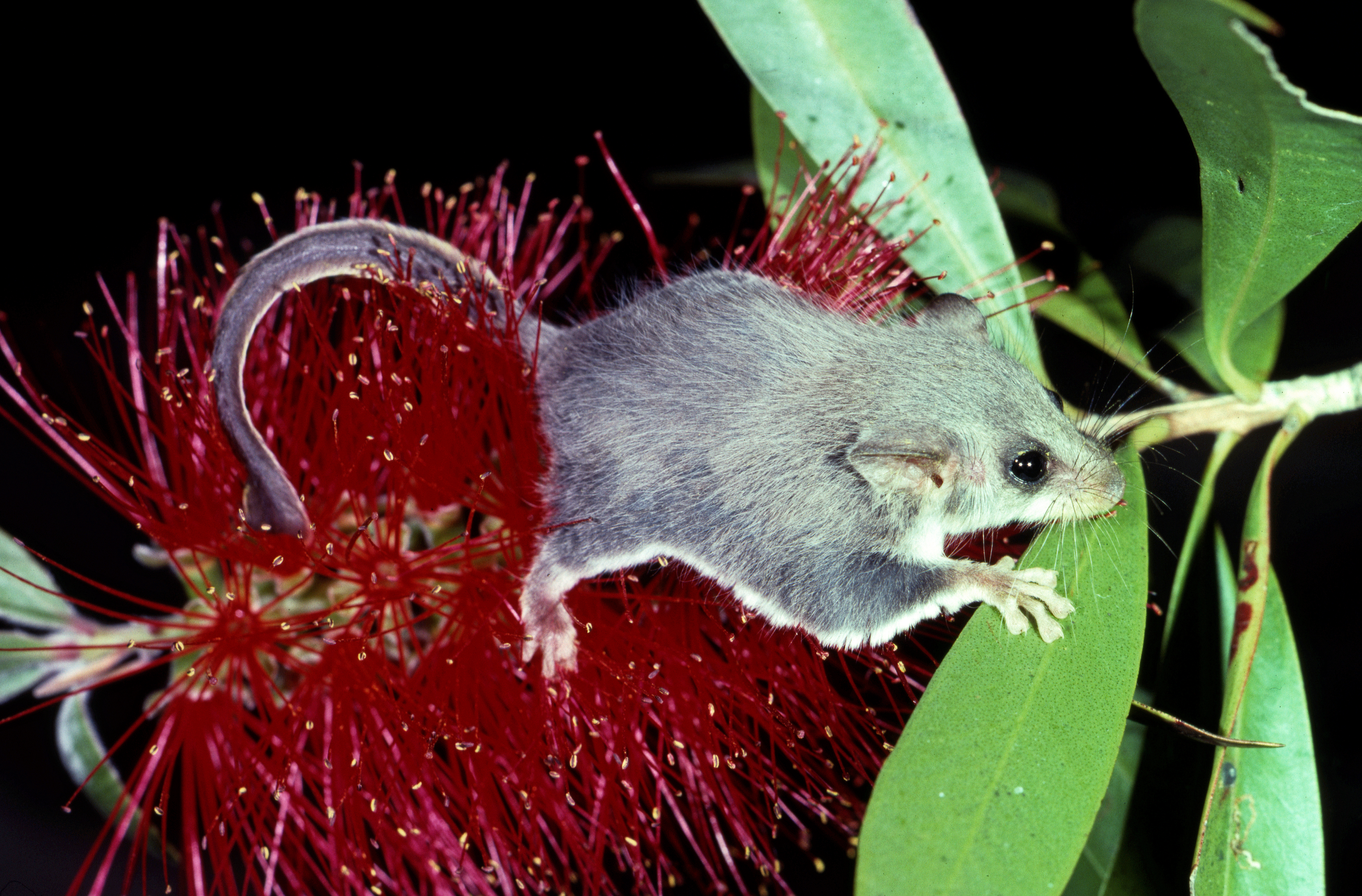 Feathertail glider