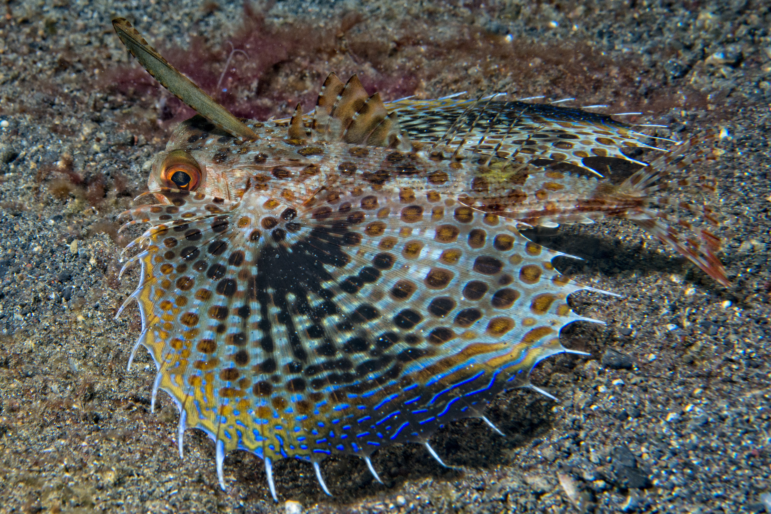 Flying gurnard