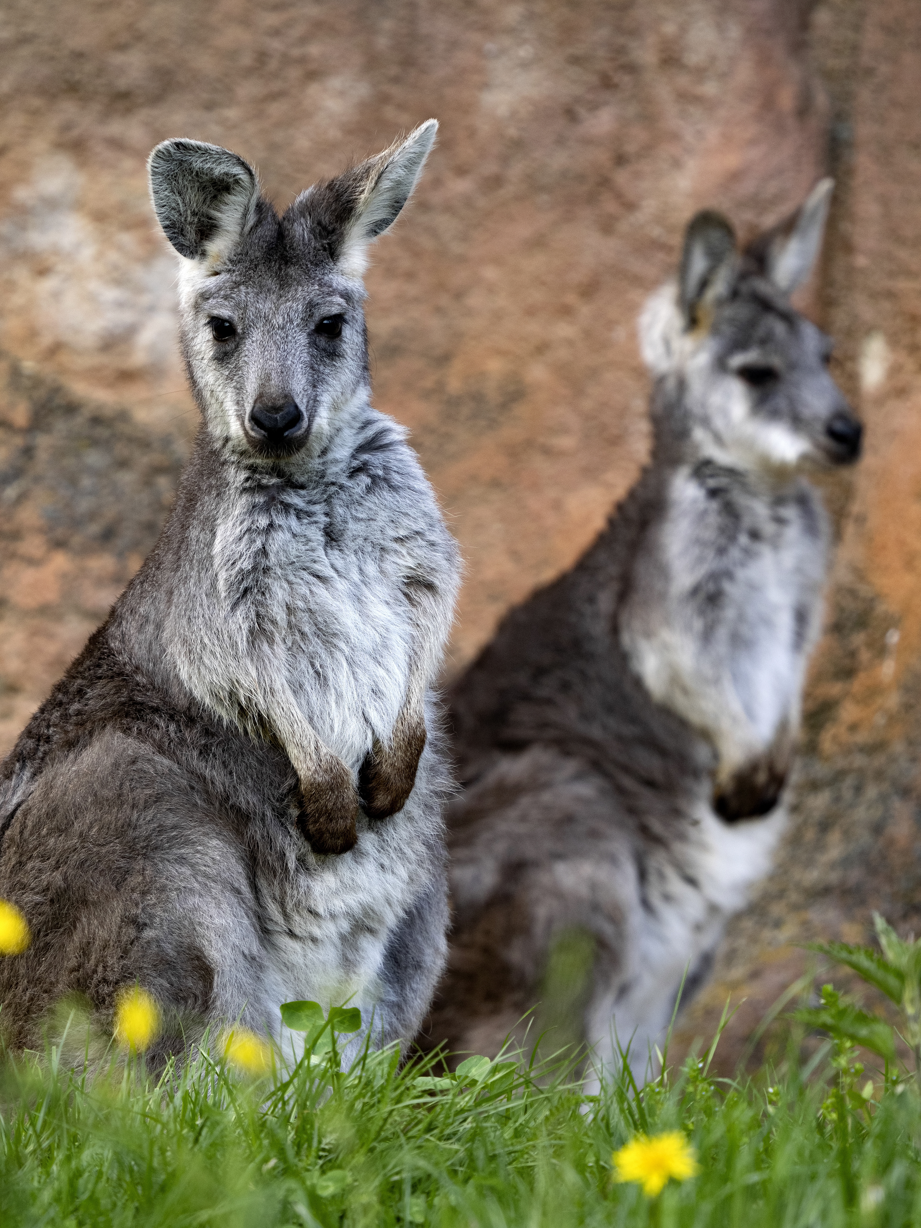 Common wallaroo