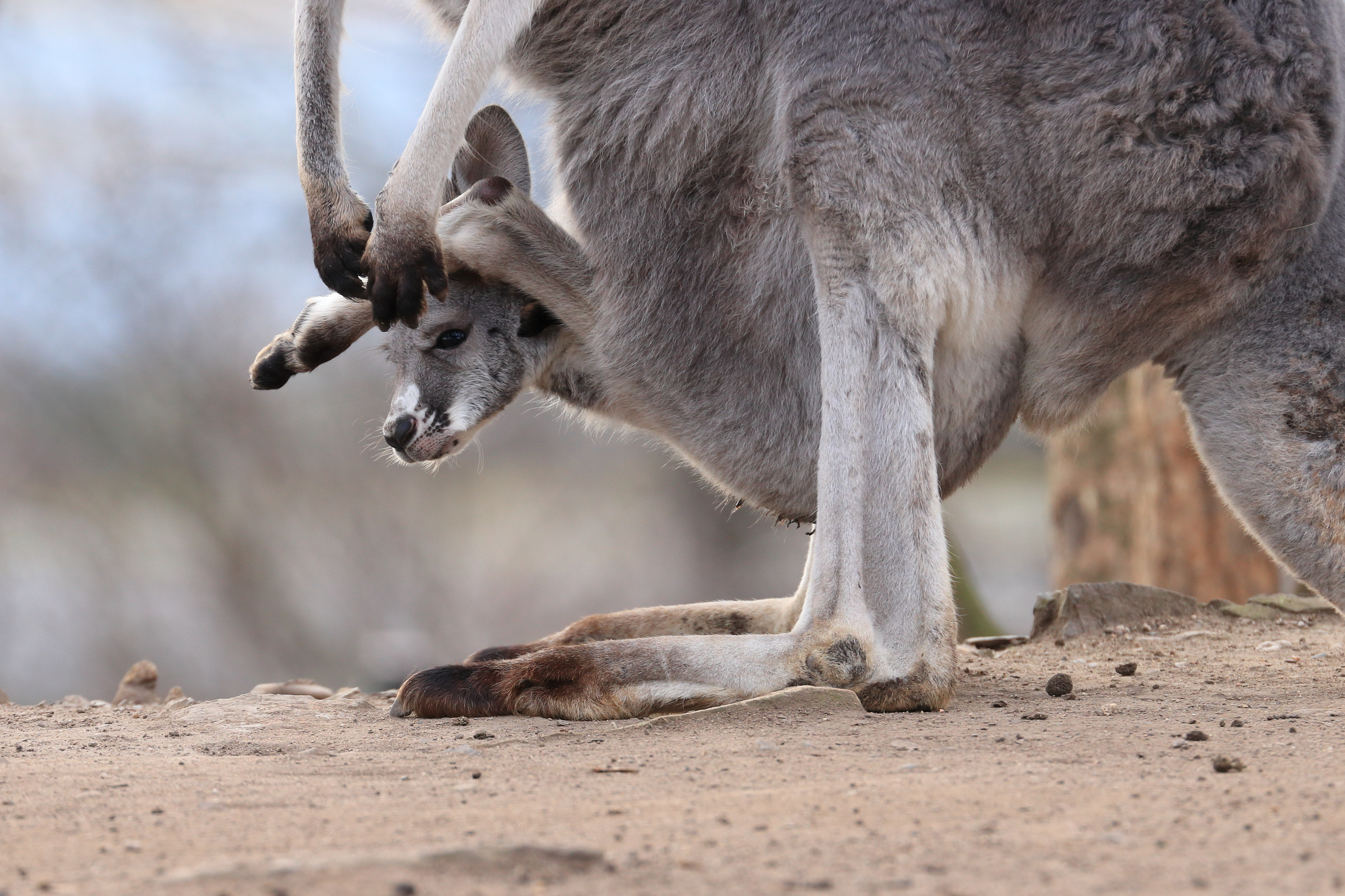 Wallaroo joey