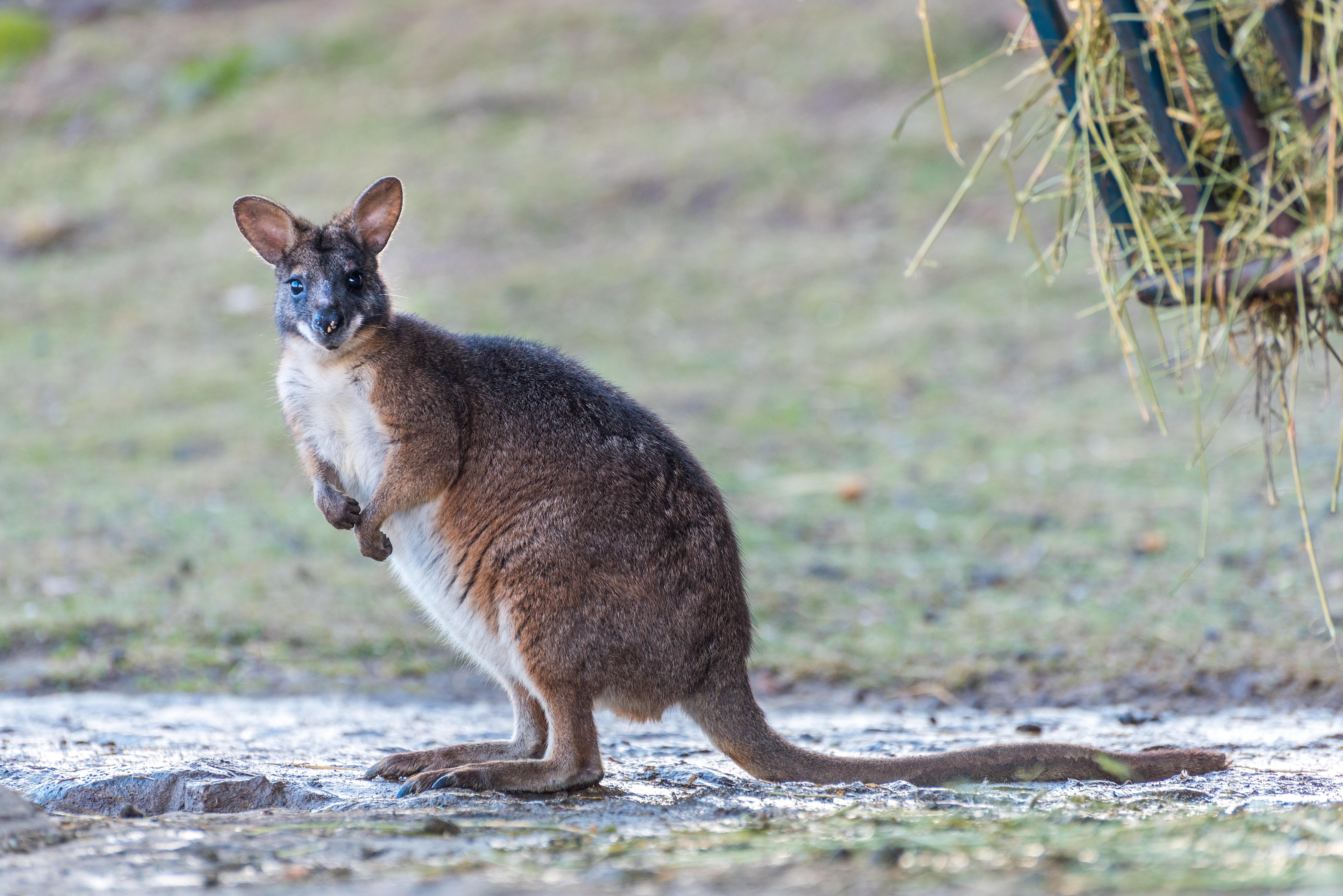 Parma wallaby