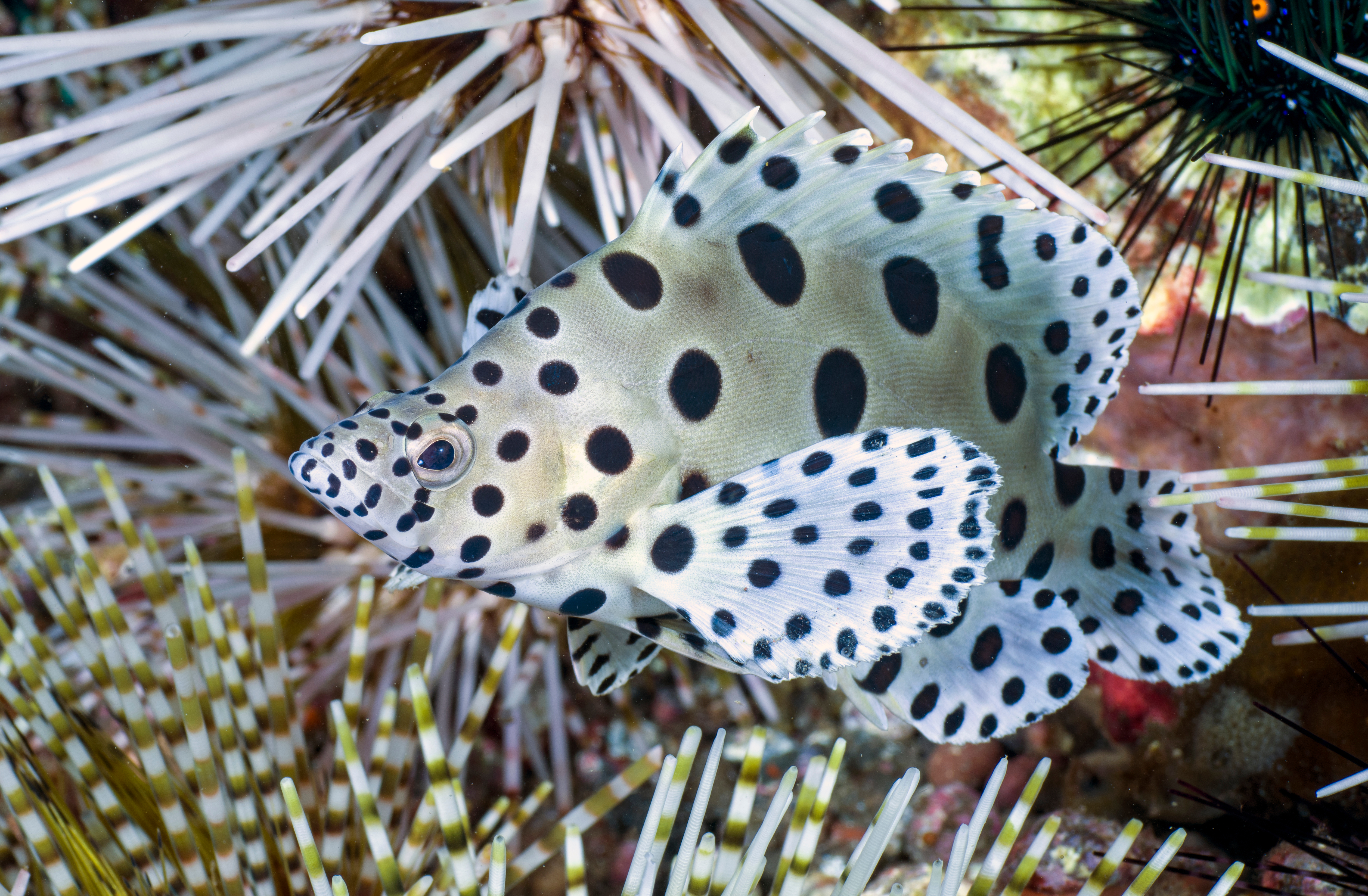 Barramundi rock cod (humpback grouper)