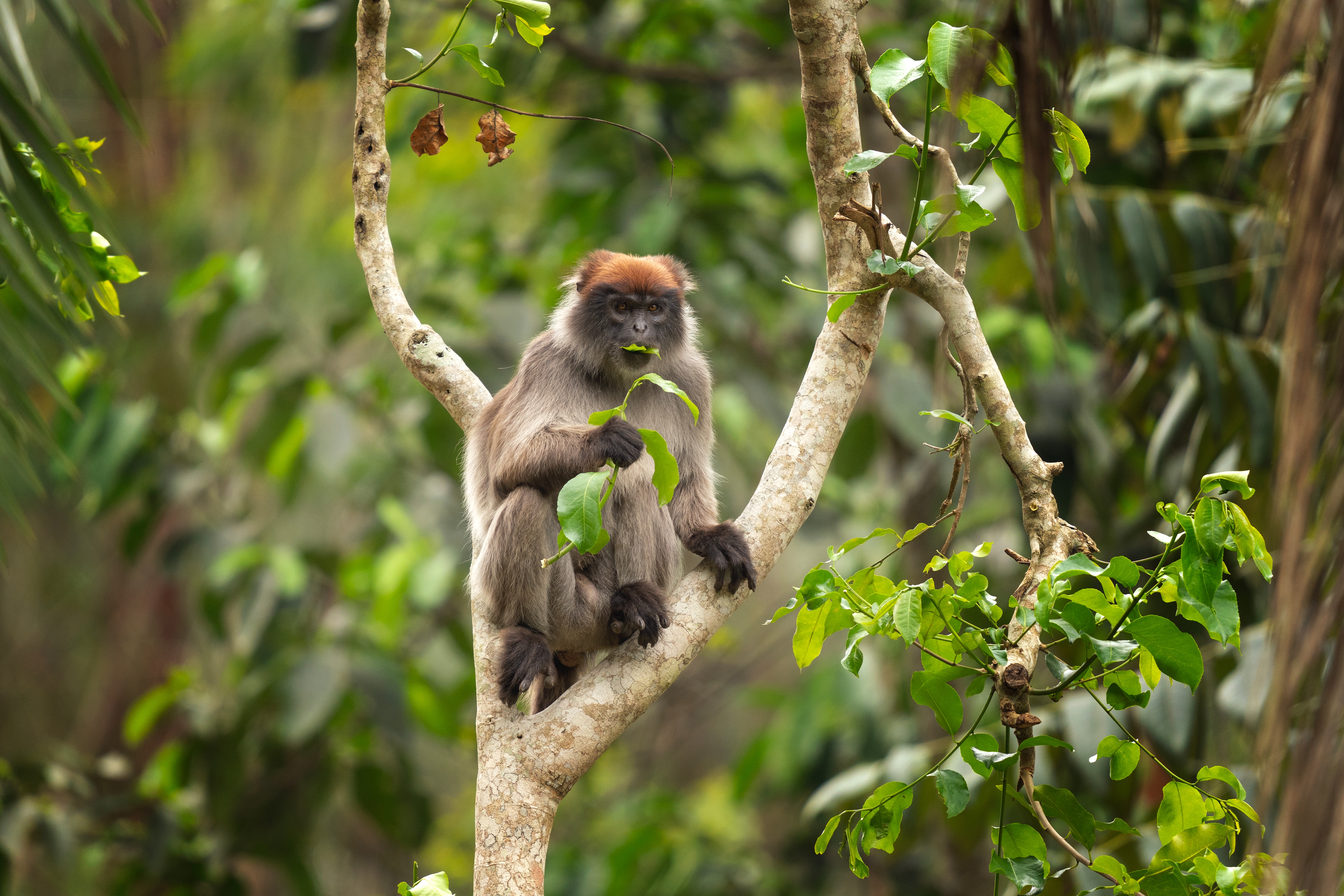 Red colobus eating leaves