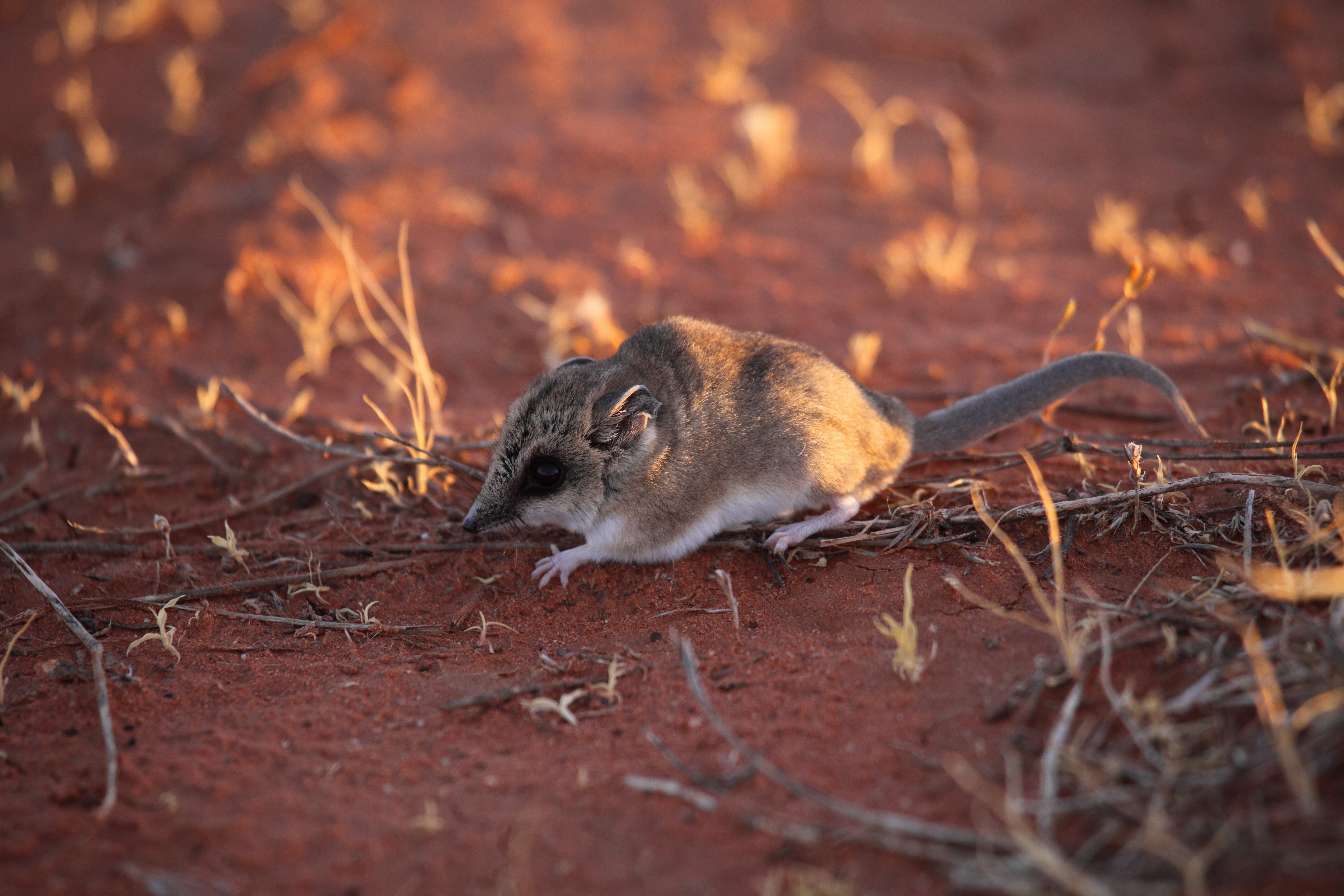 Fat-tailed dunnart